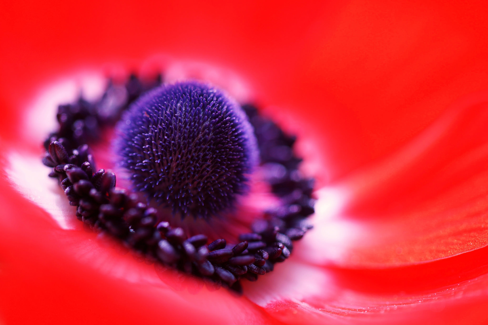 earth, anemone, flower, macro, nature, red flower, flowers