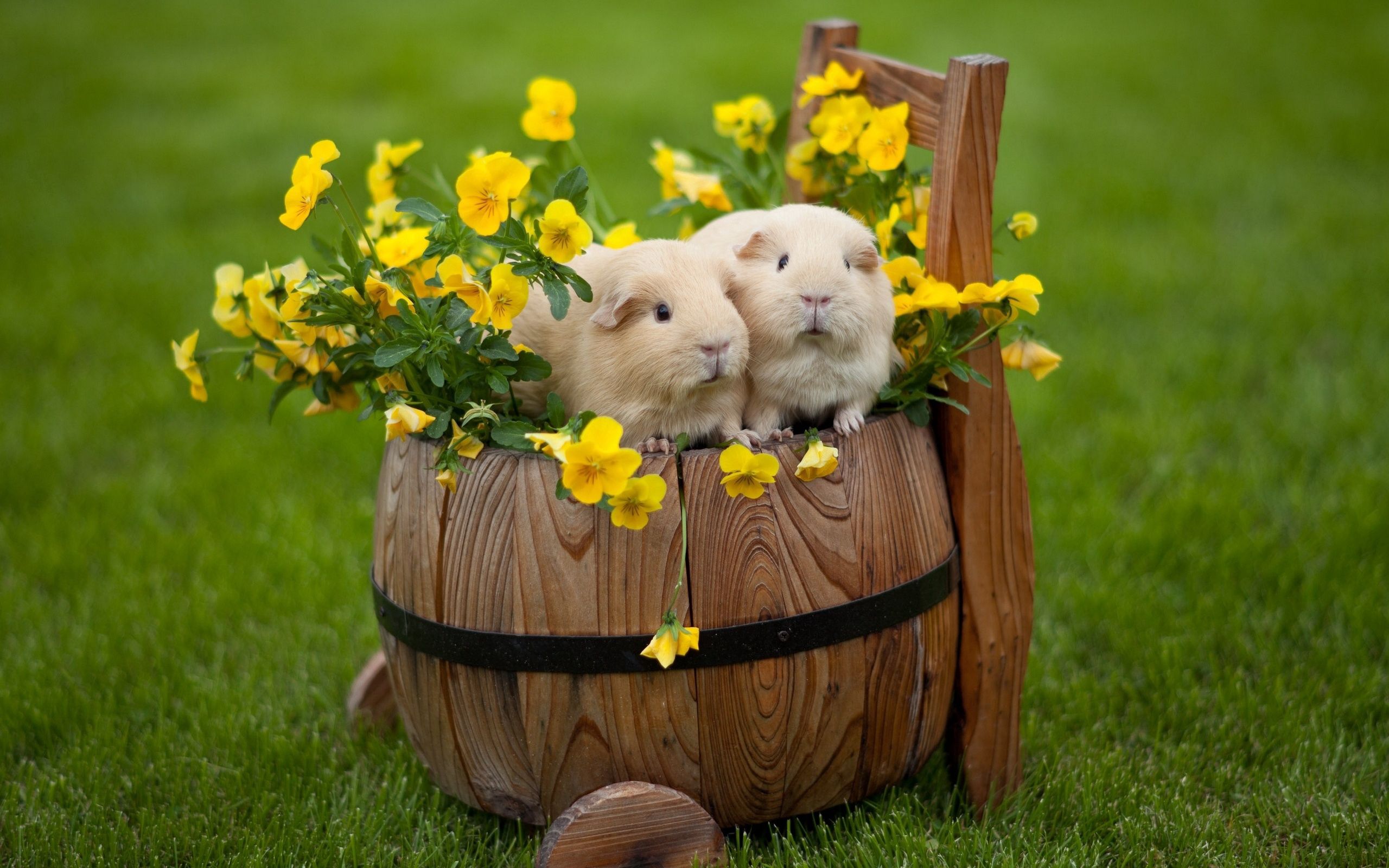 animals, flowers, guinea pigs, grass, couple, pair, barrel