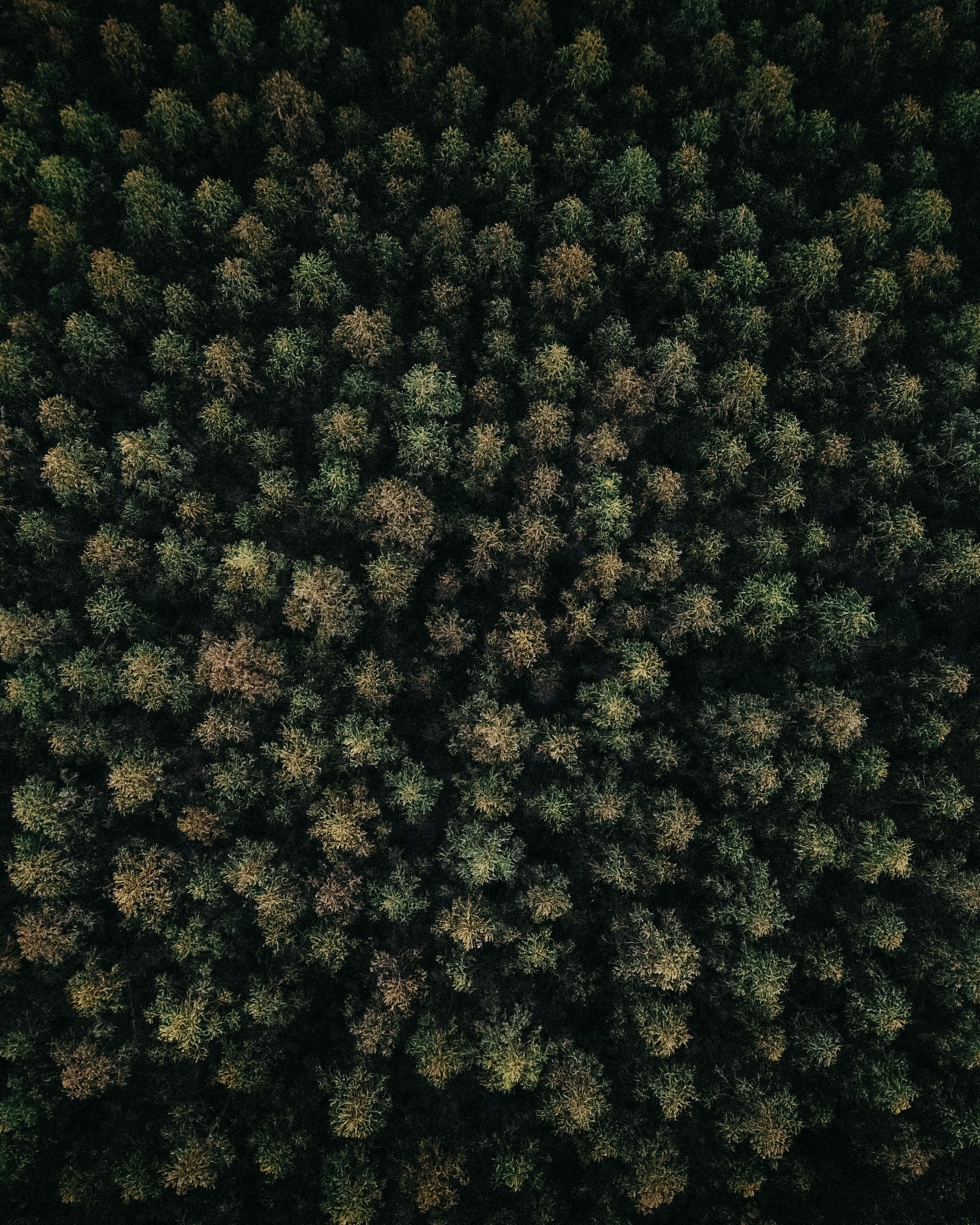 nature, trees, green, view from above, top, forest, tops