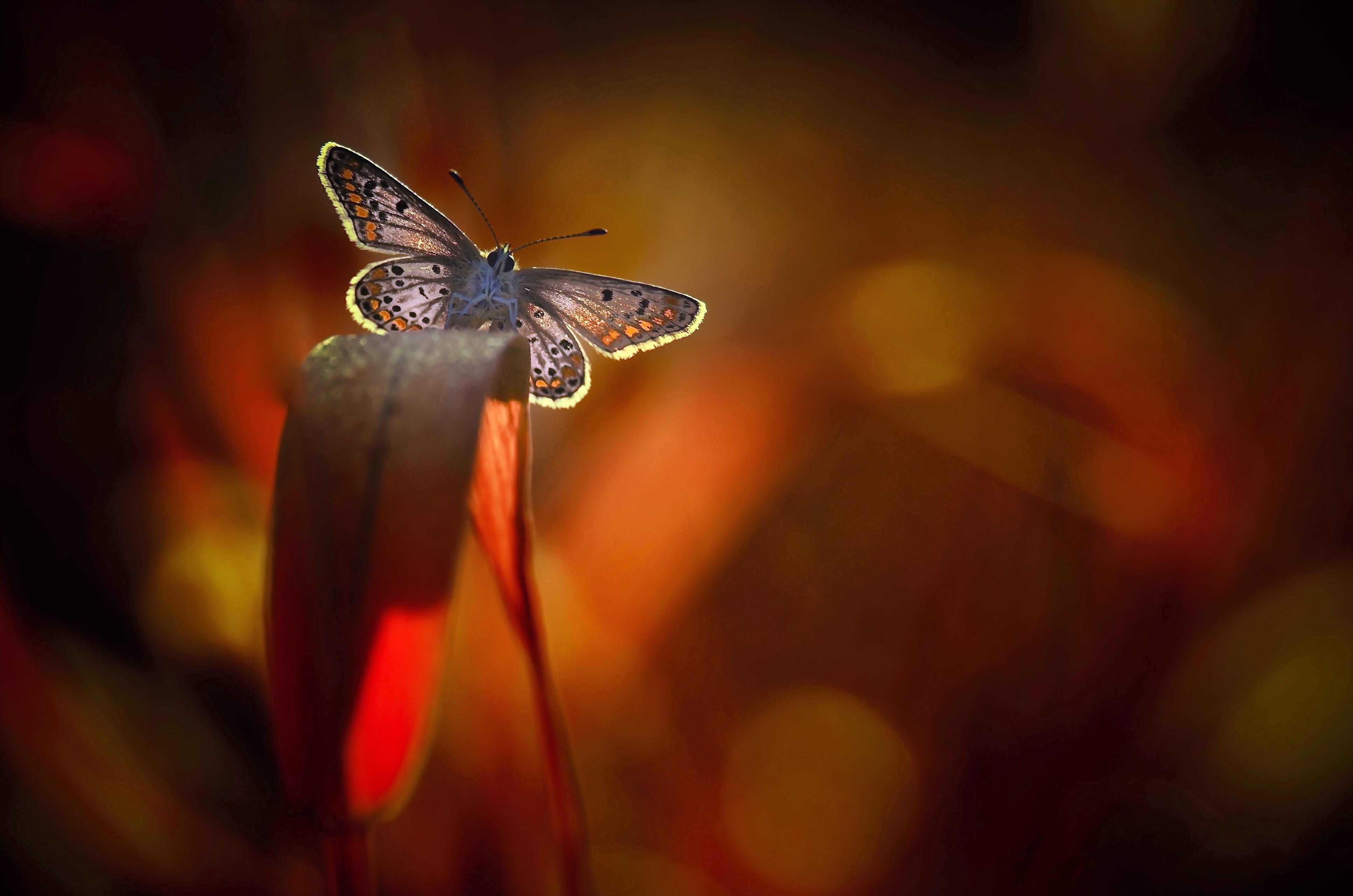 Download mobile wallpaper Insect, Butterfly, Animal, Bokeh for free.