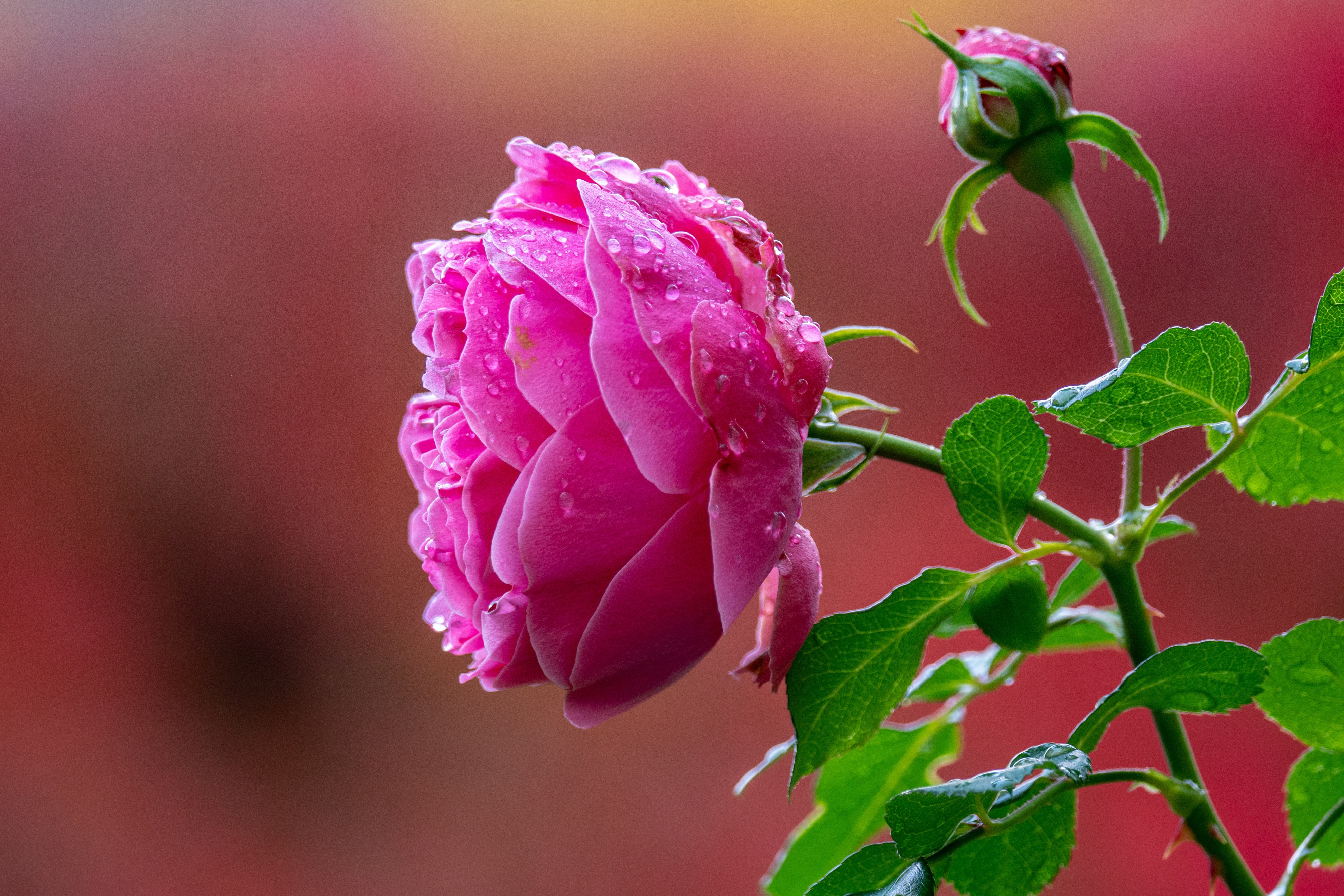 Download mobile wallpaper Flowers, Rose, Bud, Earth, Petal, Water Drop, Pink Flower, Pink Rose for free.