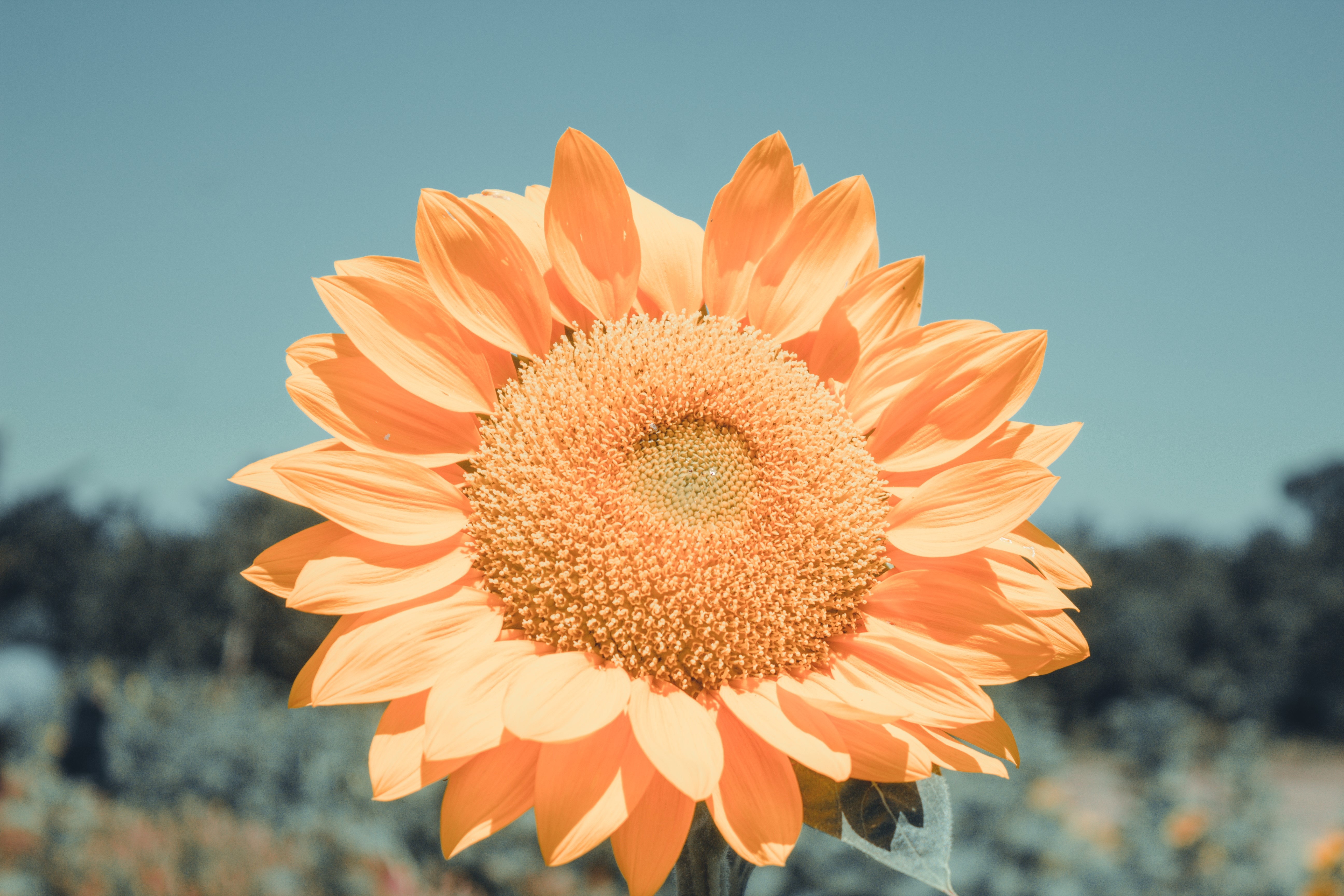 Download mobile wallpaper Petals, Flower, Flowers, Sunflower for free.