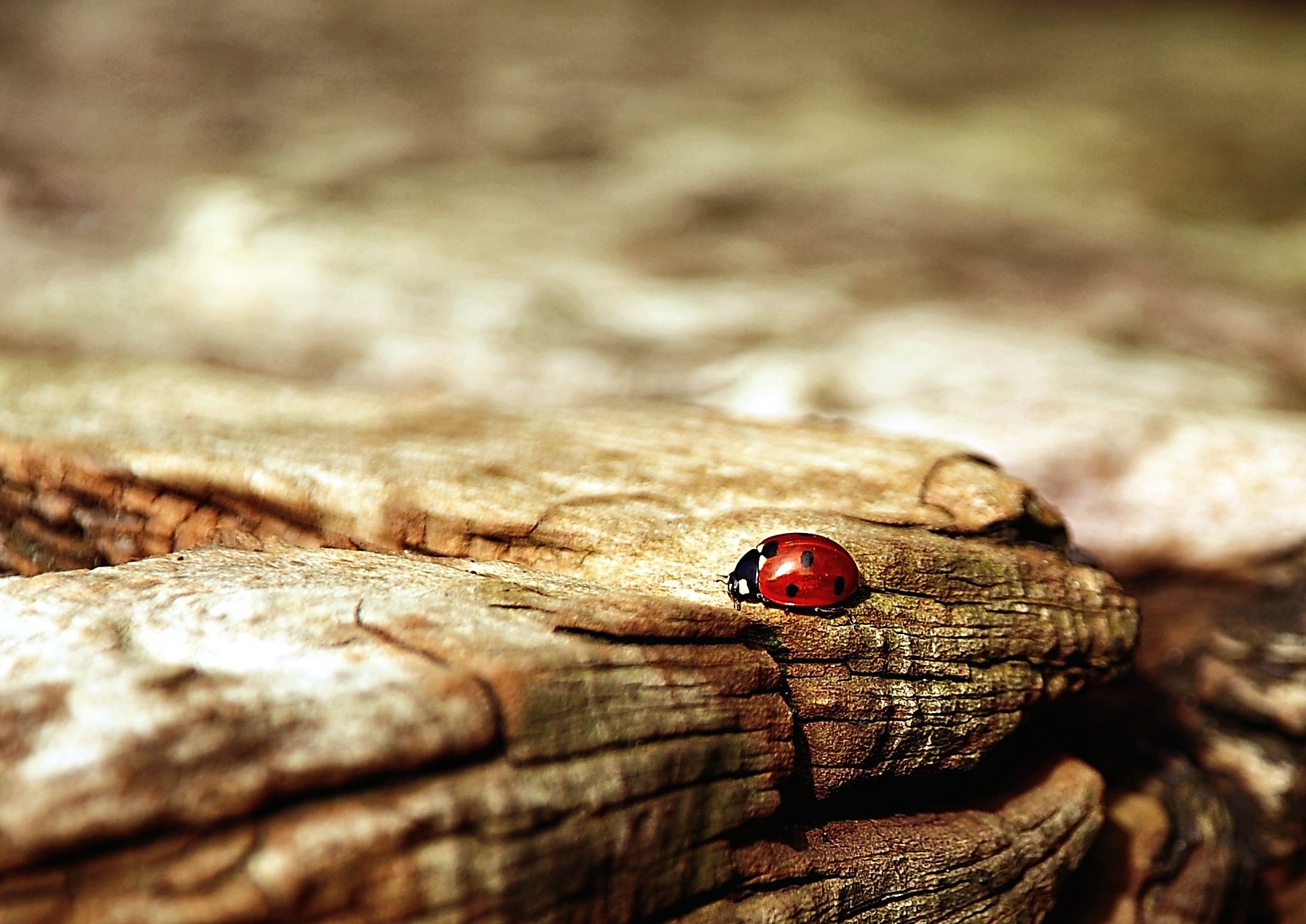 Free download wallpaper Insect, Ladybug, Ladybird, Macro, Surface on your PC desktop