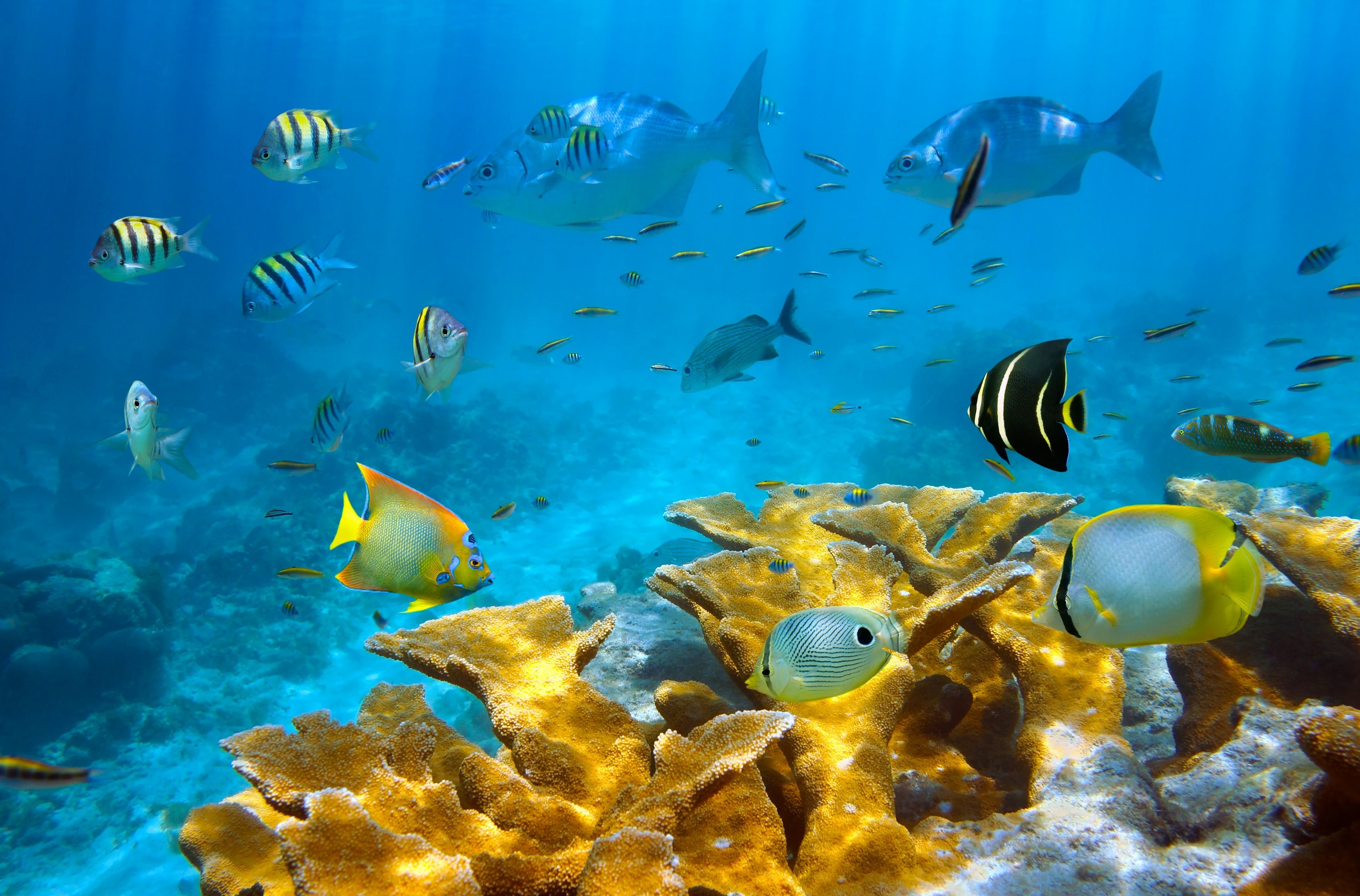 Baixar papel de parede para celular de Corais, Peixes, Peixe, Embaixo Da Agua, Animais gratuito.