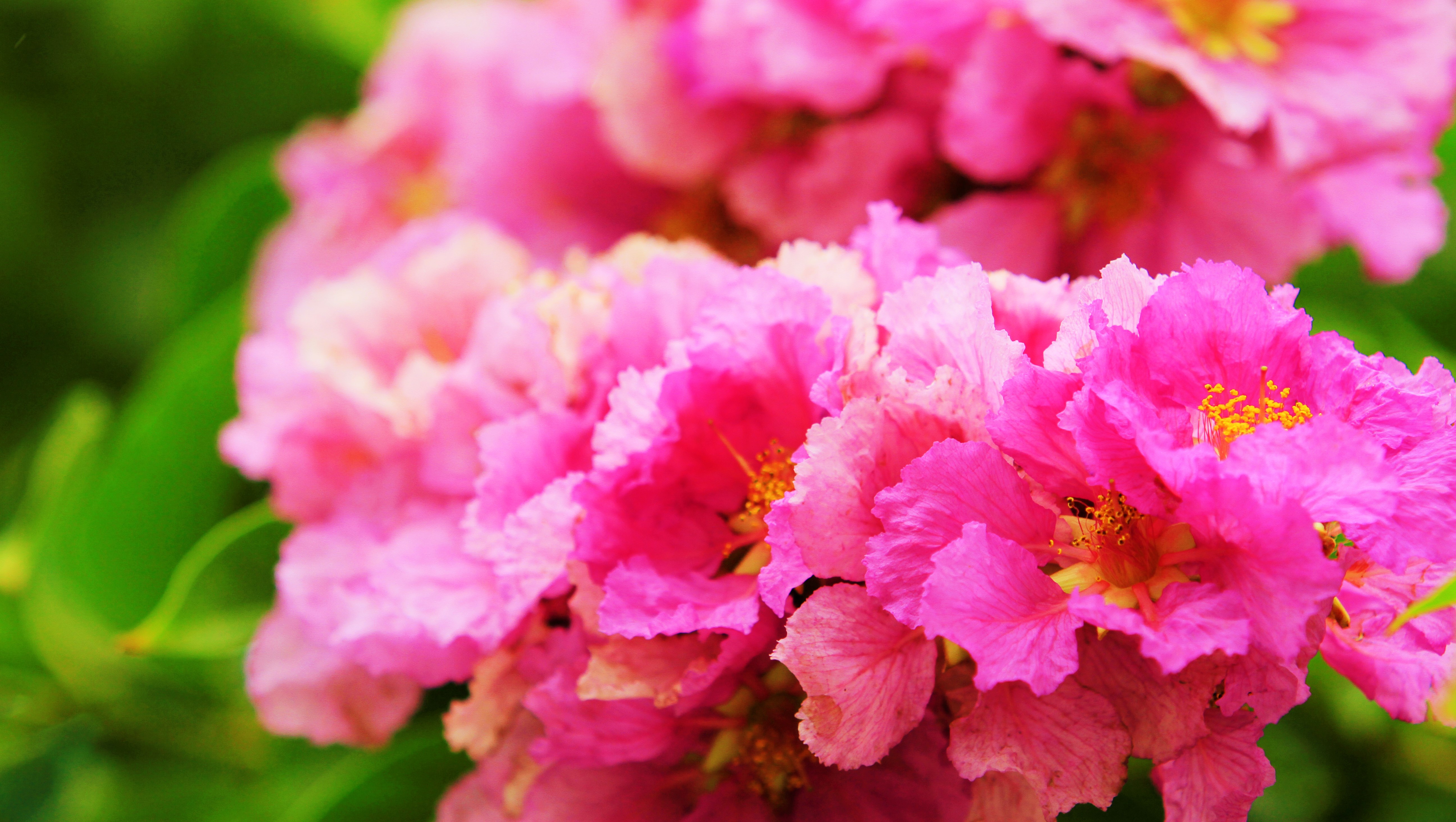 Download mobile wallpaper Nature, Flowers, Flower, Blur, Close Up, Earth, Pink Flower for free.