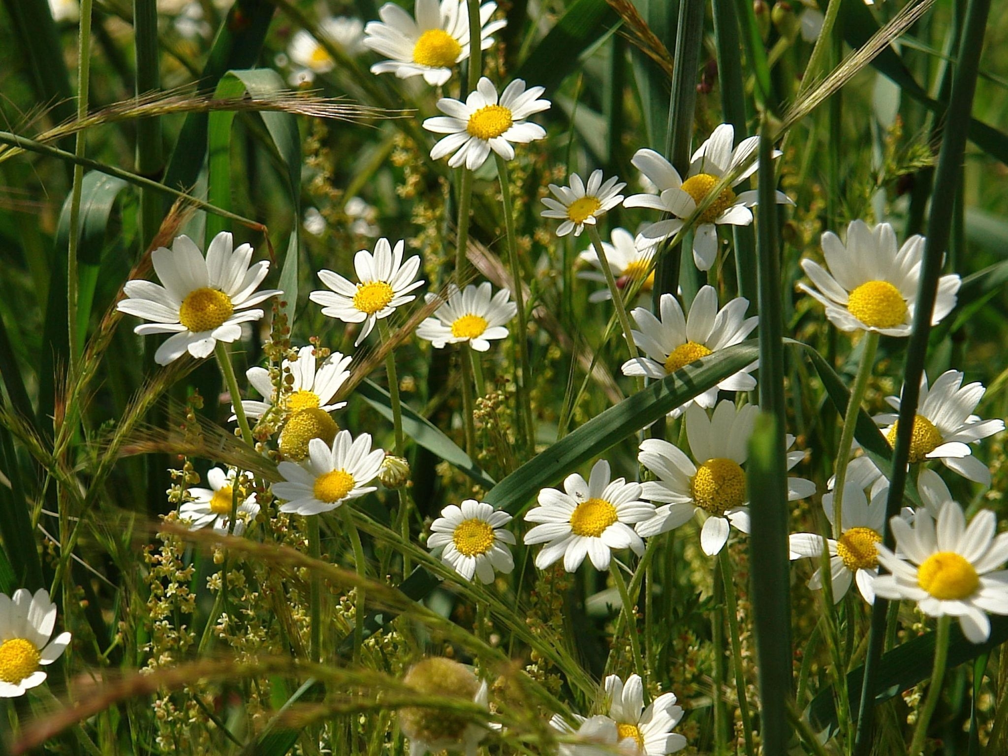 Download mobile wallpaper Ears, Field, Spikes, Grass, Flowers, Camomile for free.