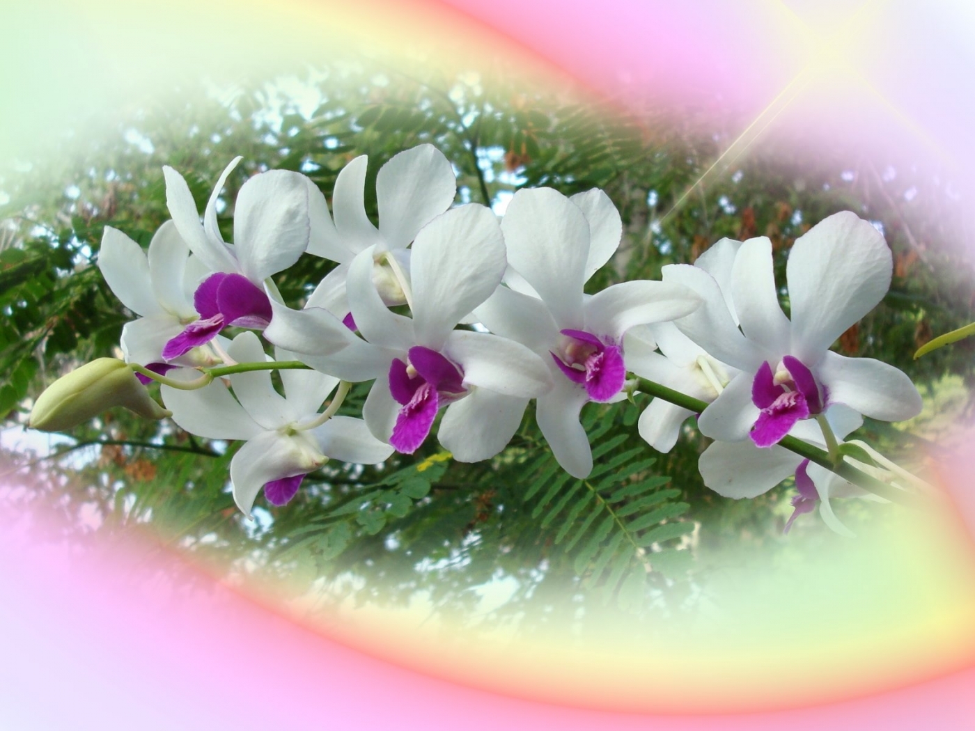 Descarga gratuita de fondo de pantalla para móvil de Plantas, Bouquets, Flores.