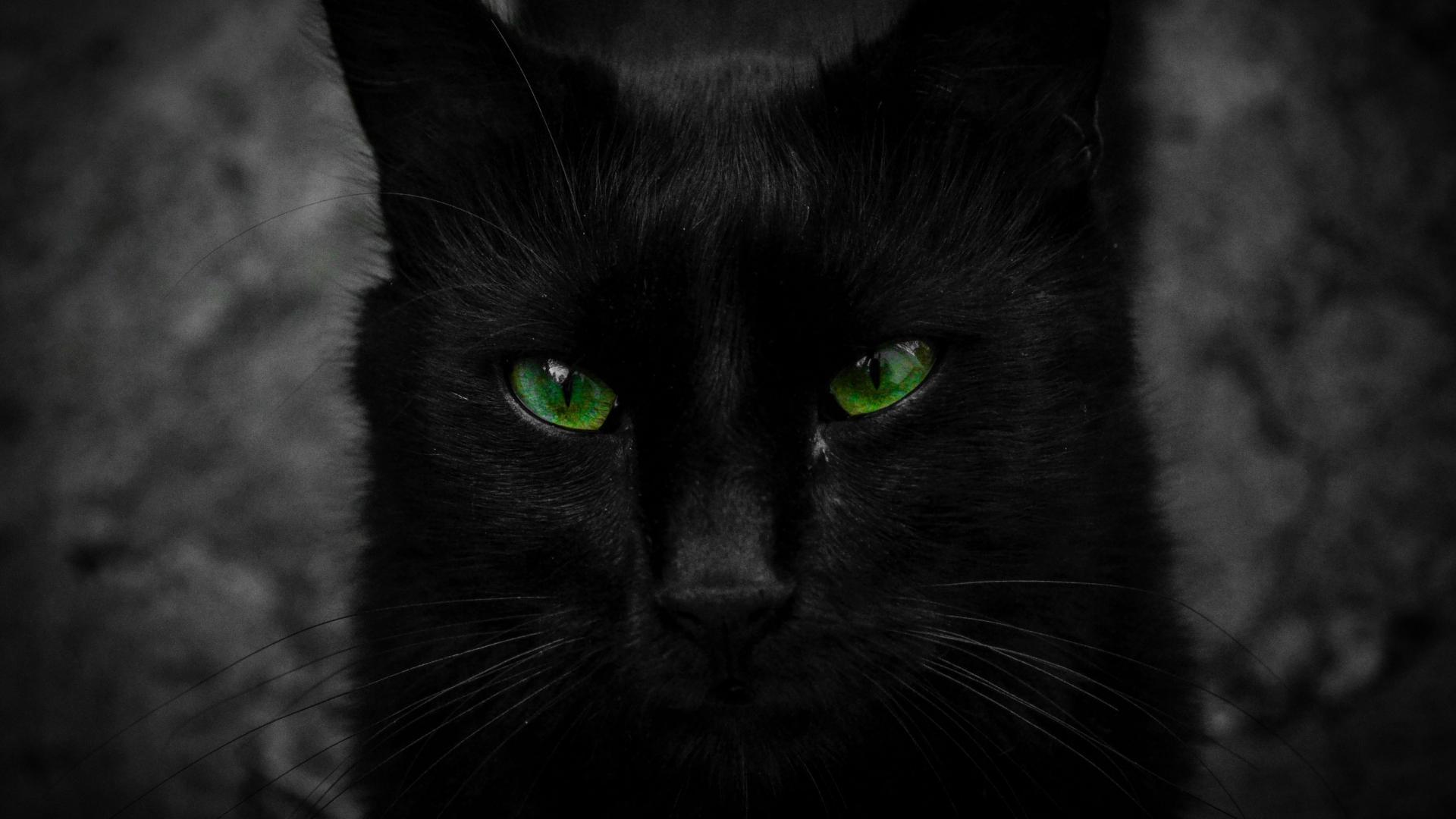 Download mobile wallpaper Cats, Cat, Animal, Green Eyes for free.