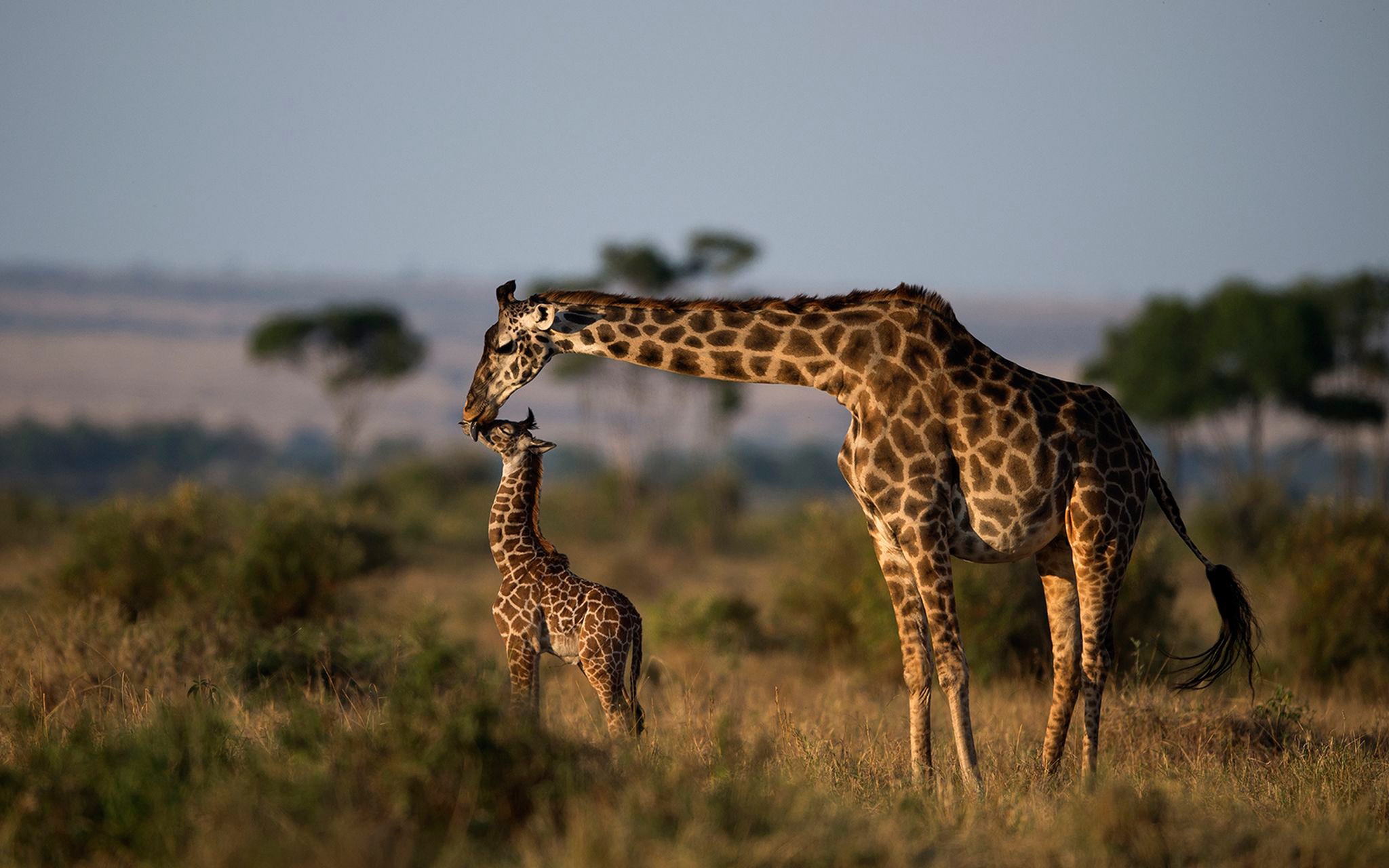 Download mobile wallpaper Animal, Giraffe, Baby Animal, Depth Of Field for free.