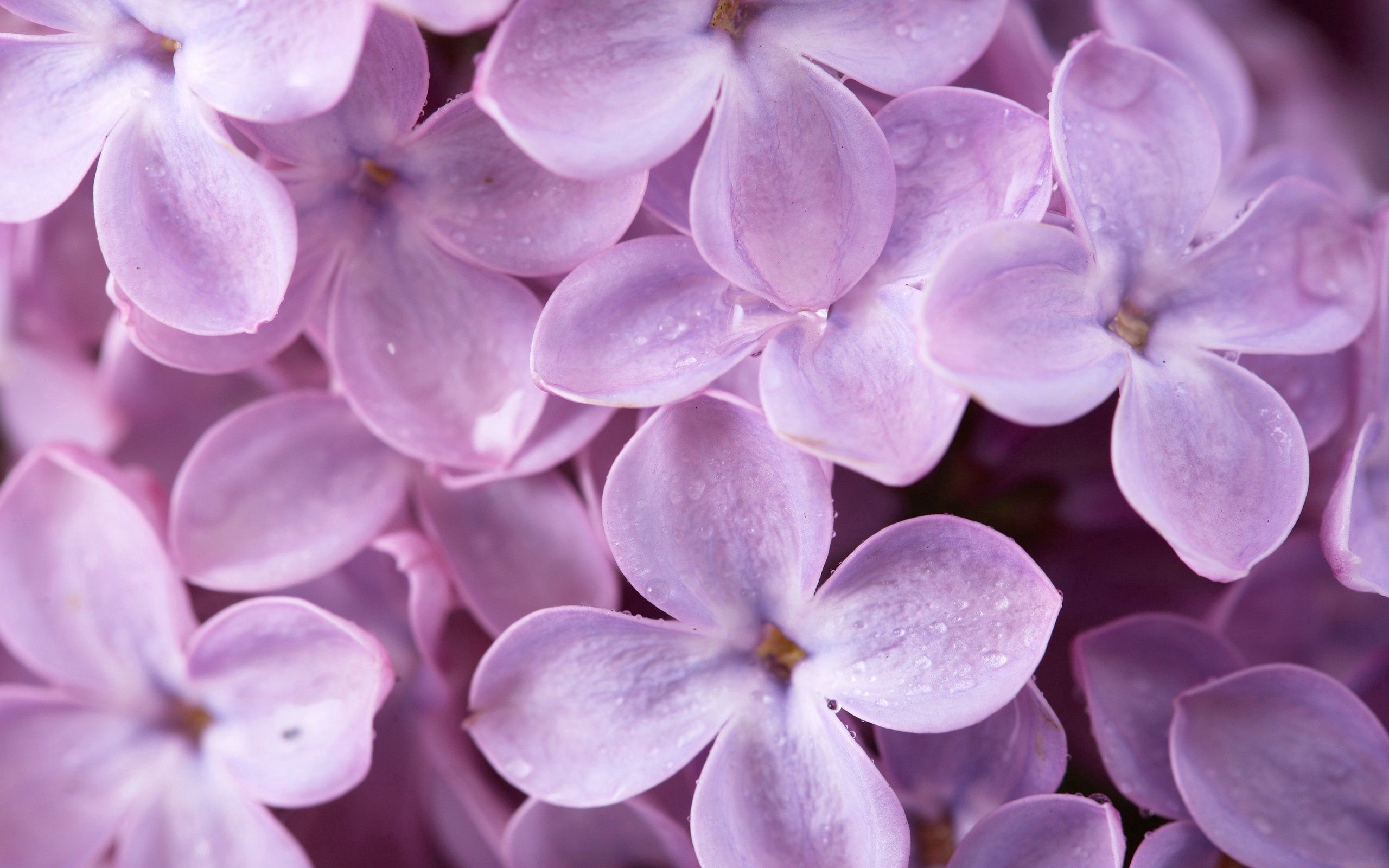 macro, flowers, lilac, drops Desktop home screen Wallpaper