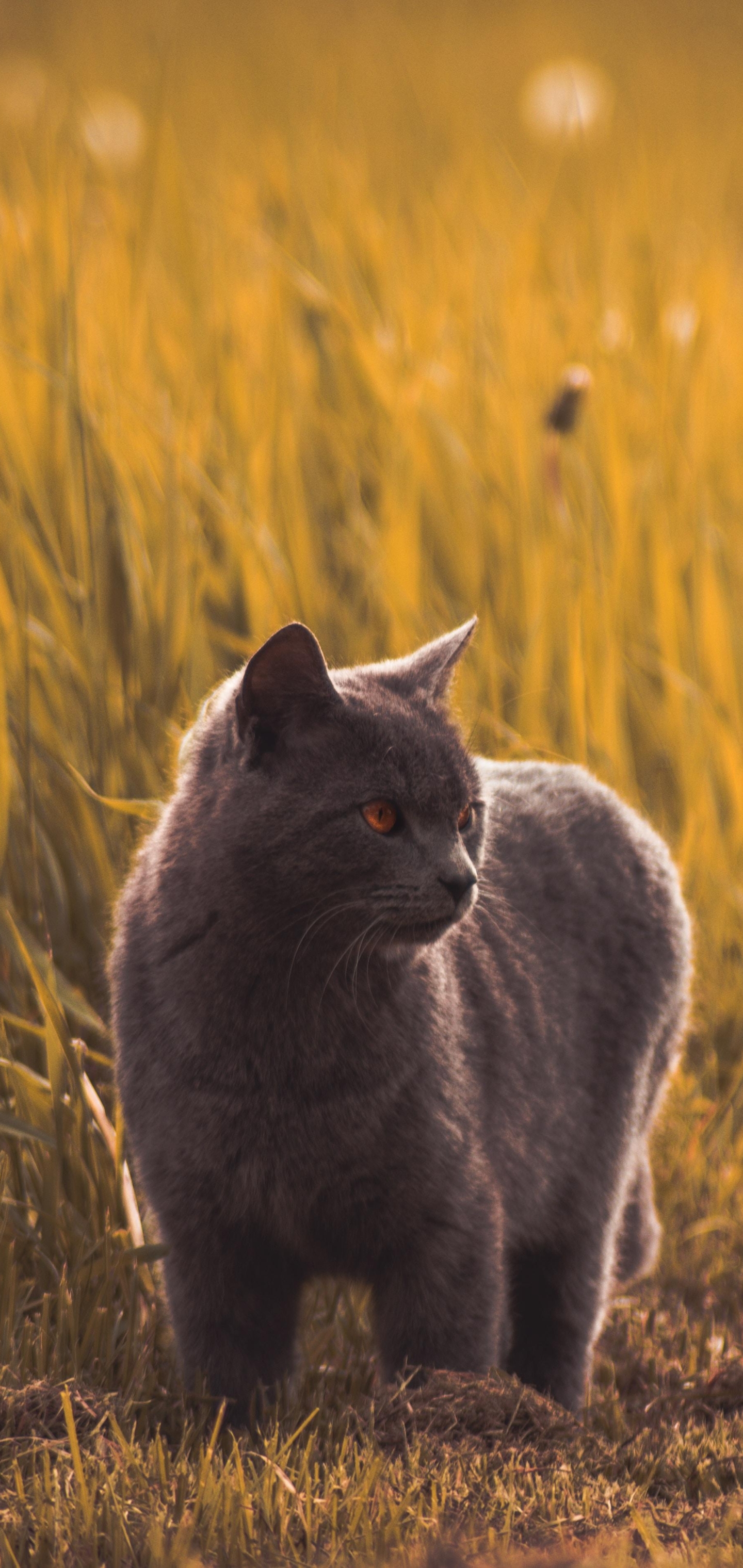 Téléchargez des papiers peints mobile Animaux, Chats, Chat gratuitement.