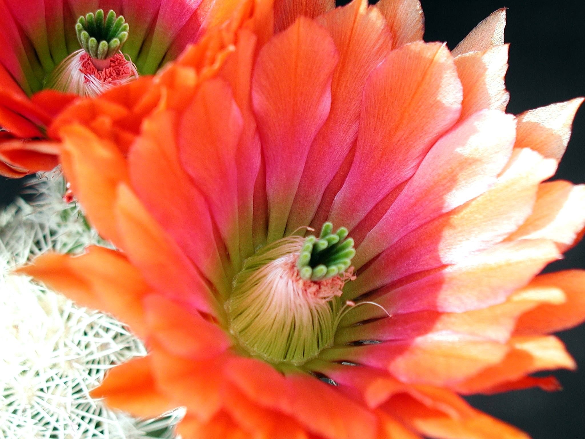 Laden Sie das Blume, Blütenblätter, Makro, Kaktus-Bild kostenlos auf Ihren PC-Desktop herunter