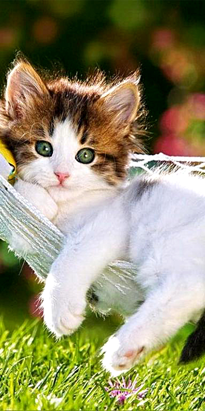 Handy-Wallpaper Tiere, Katzen, Katze, Kätzchen, Süß kostenlos herunterladen.