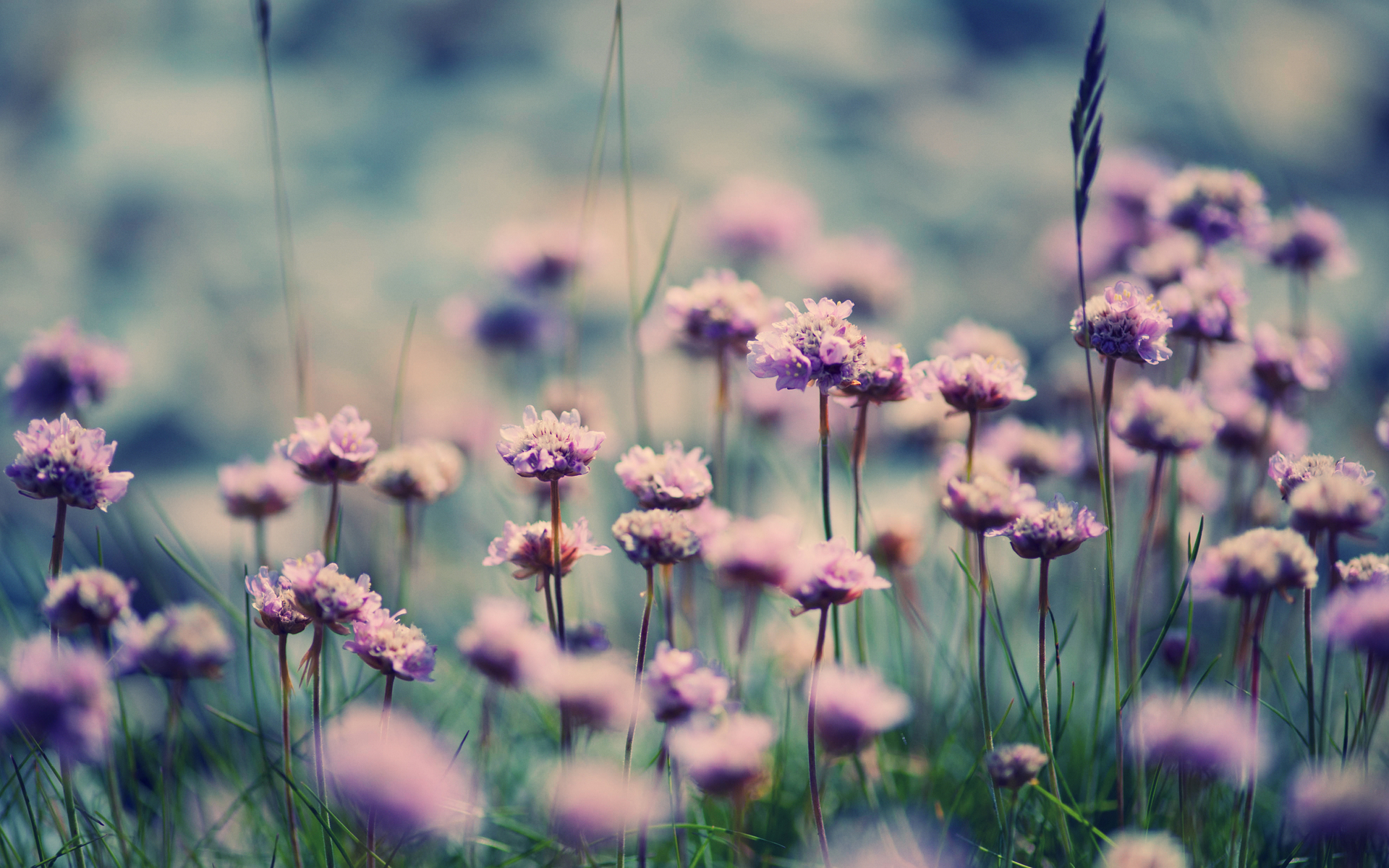 Descarga gratuita de fondo de pantalla para móvil de Flores, Flor, Tierra/naturaleza.