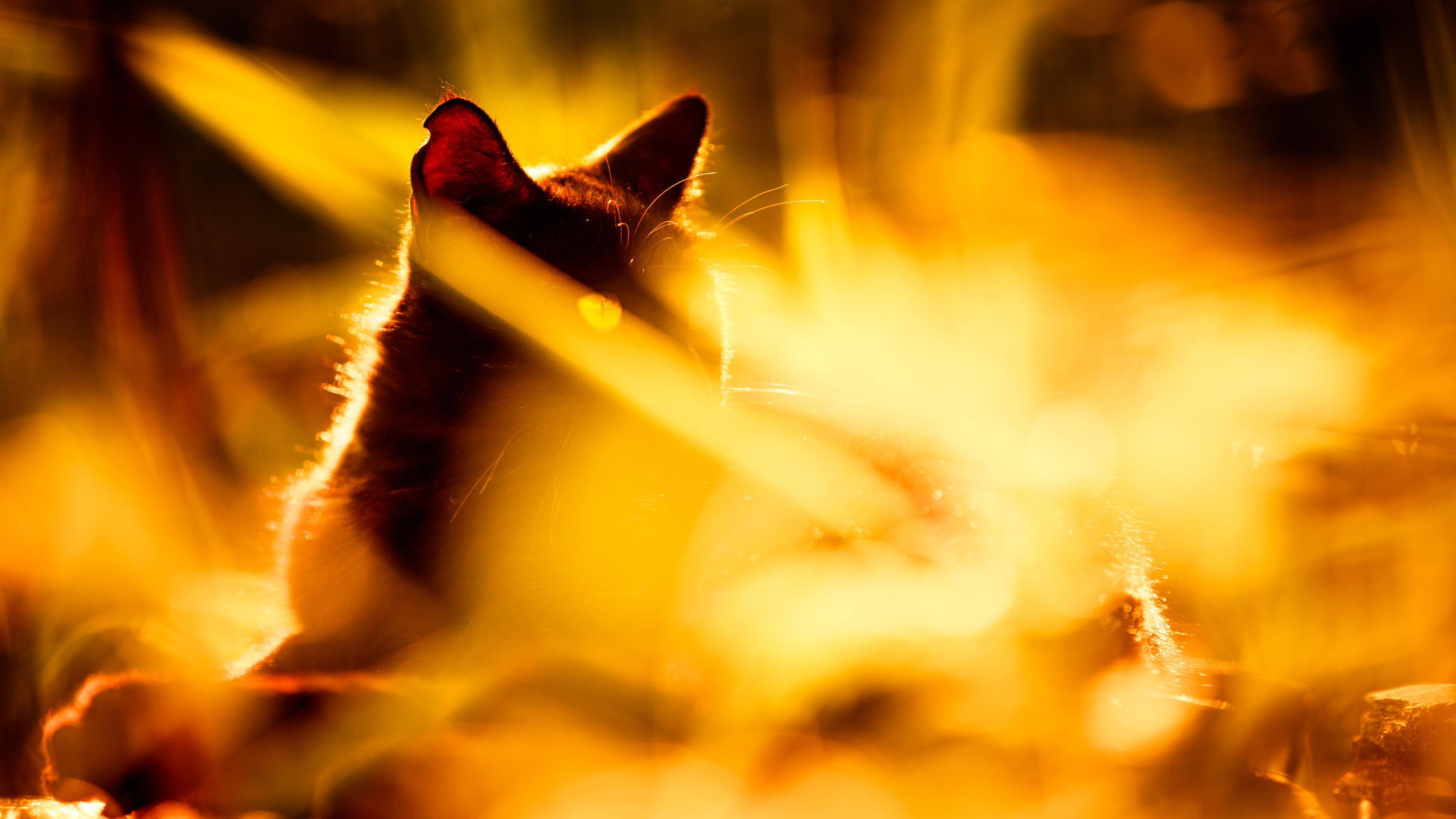 Laden Sie das Tiere, Katzen, Katze, Glühen, Sonnig, Sonnenstrahl-Bild kostenlos auf Ihren PC-Desktop herunter