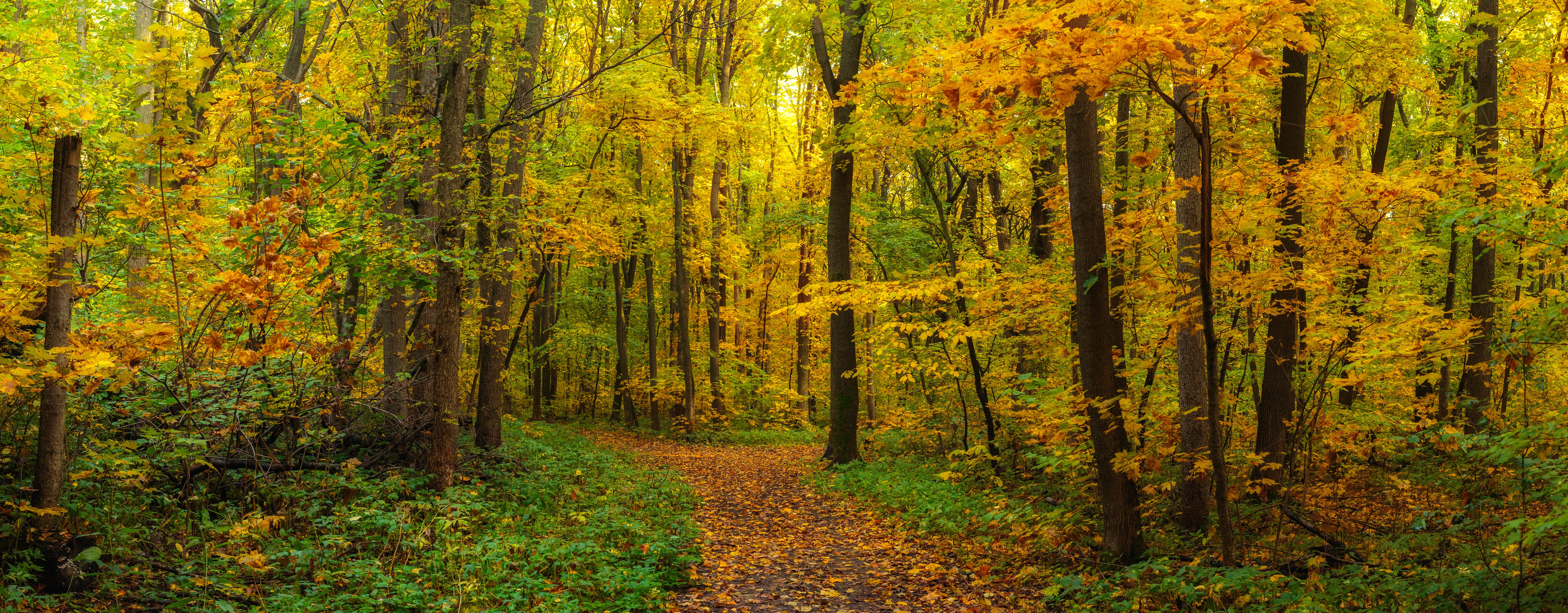 Free download wallpaper Forest, Fall, Earth, Path on your PC desktop