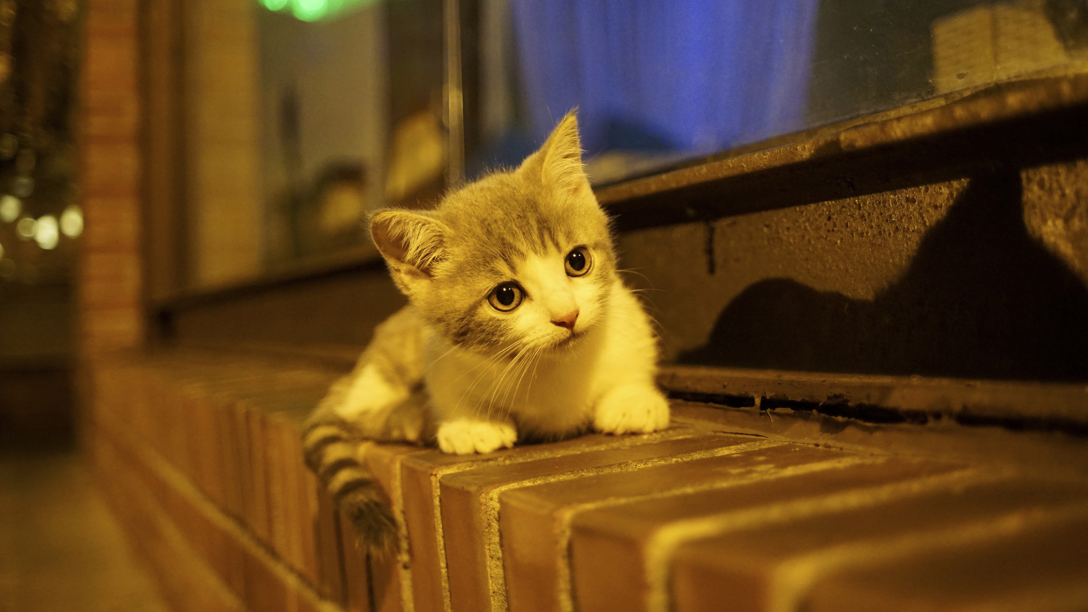 Download mobile wallpaper Cats, Night, Cat, Kitten, Animal, Cute, Baby Animal for free.