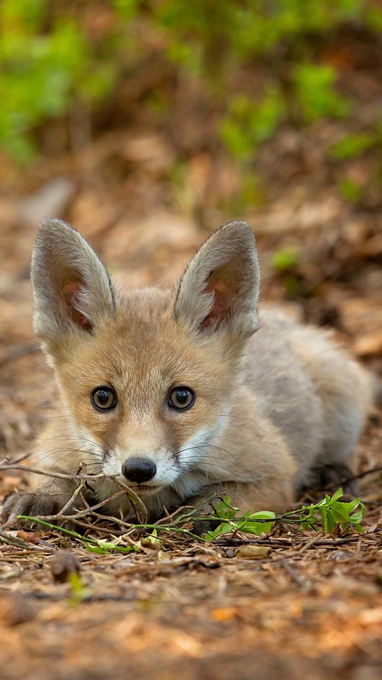 Download mobile wallpaper Fox, Animal, Bokeh for free.