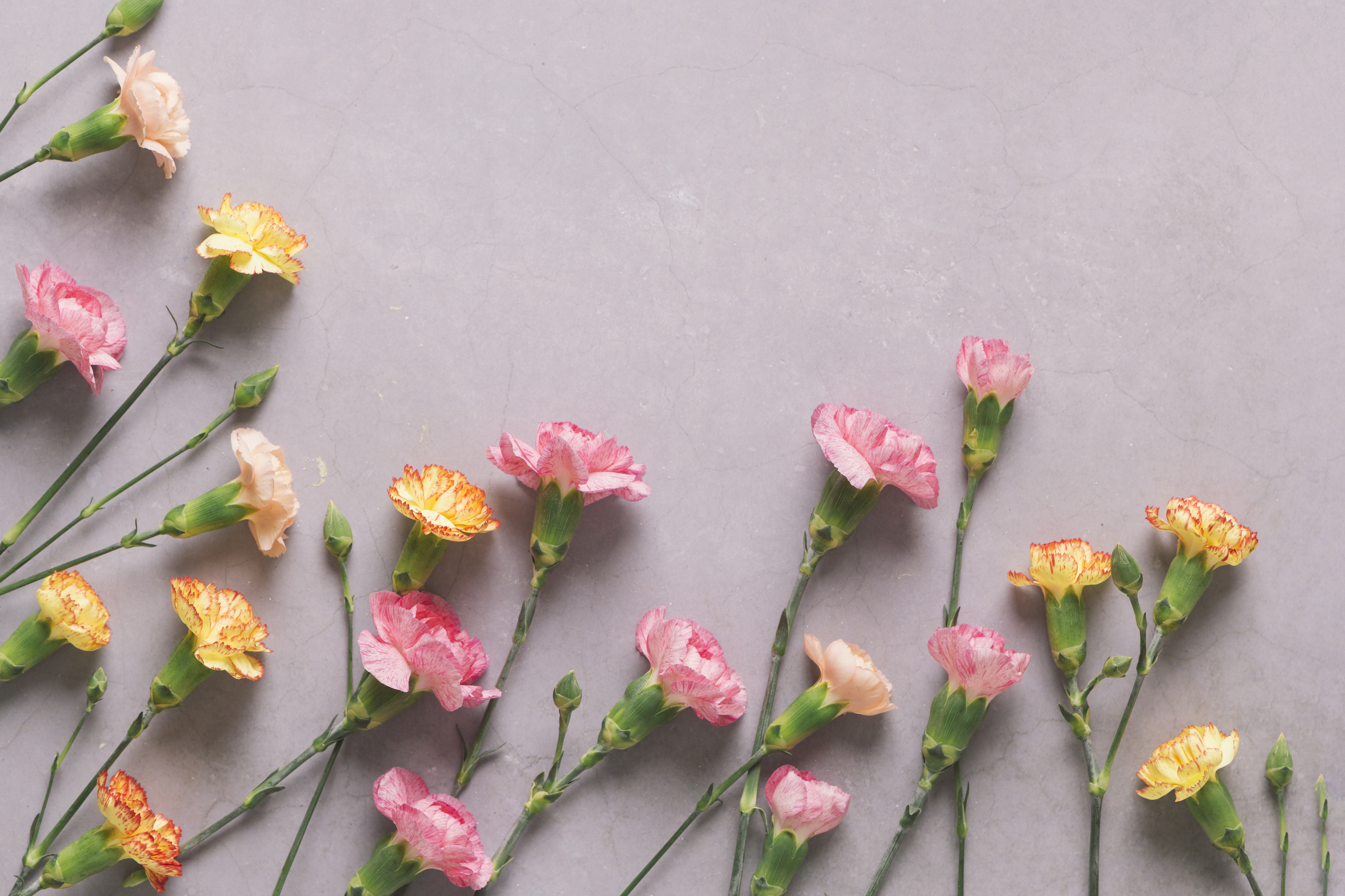 Handy-Wallpaper Blume, Nelke, Gelbe Blume, Menschengemacht, Pinke Blume, Stillleben kostenlos herunterladen.