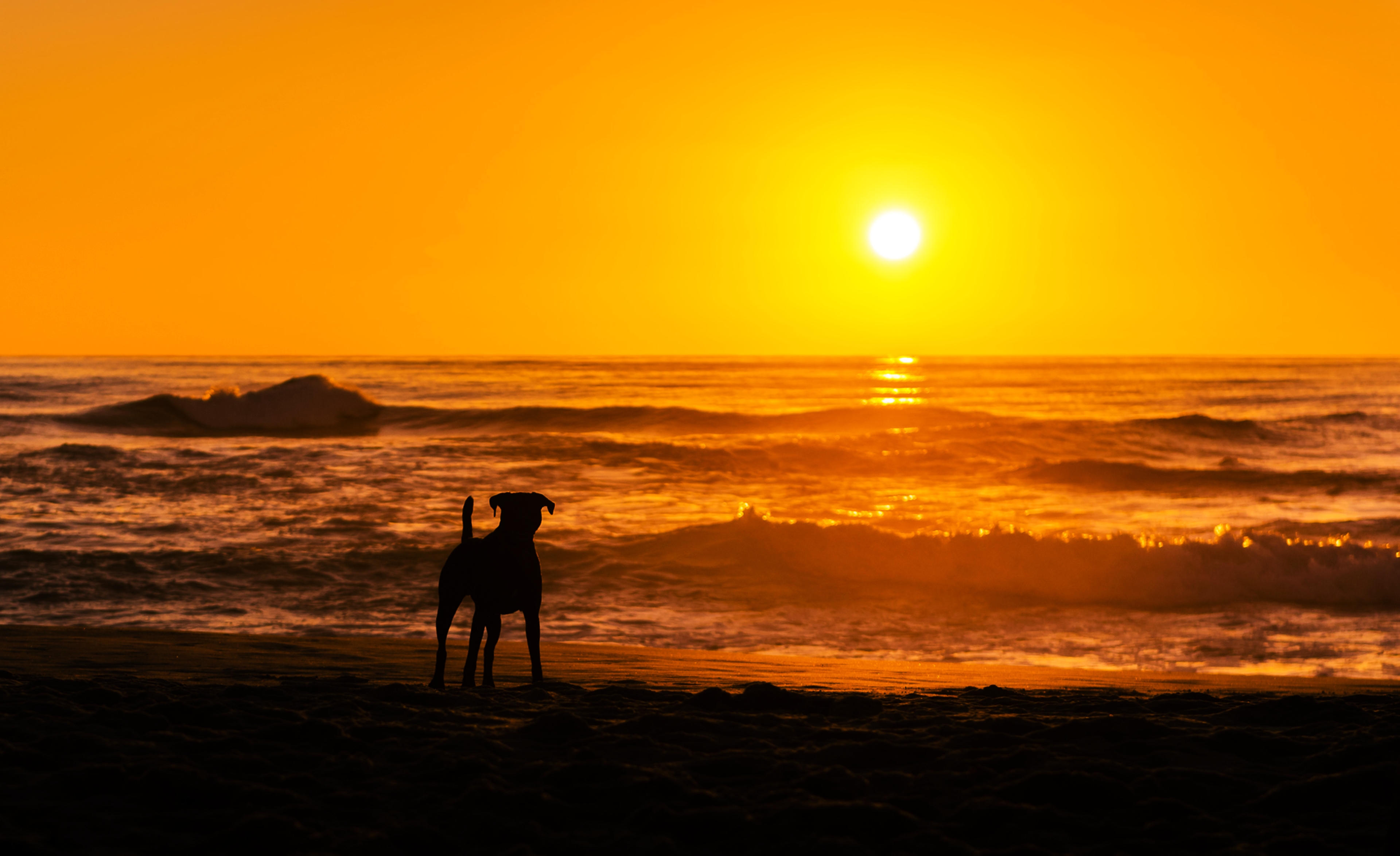 Download mobile wallpaper Landscape, Nature, Sunset, Sea, Beach, Dog, Ocean, Earth for free.