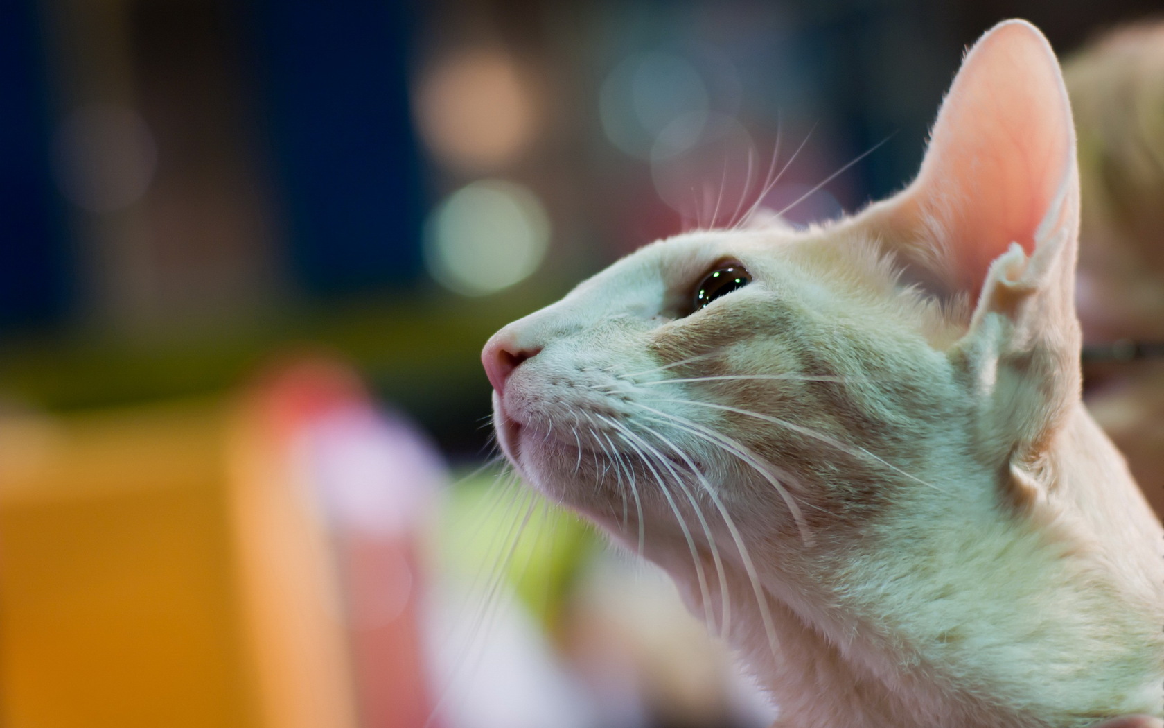 Baixe gratuitamente a imagem Animais, Gatos, Gato na área de trabalho do seu PC