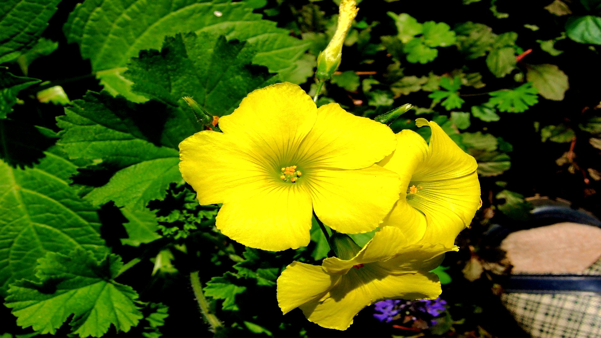 Baixe gratuitamente a imagem Flores, Flor, Terra/natureza na área de trabalho do seu PC