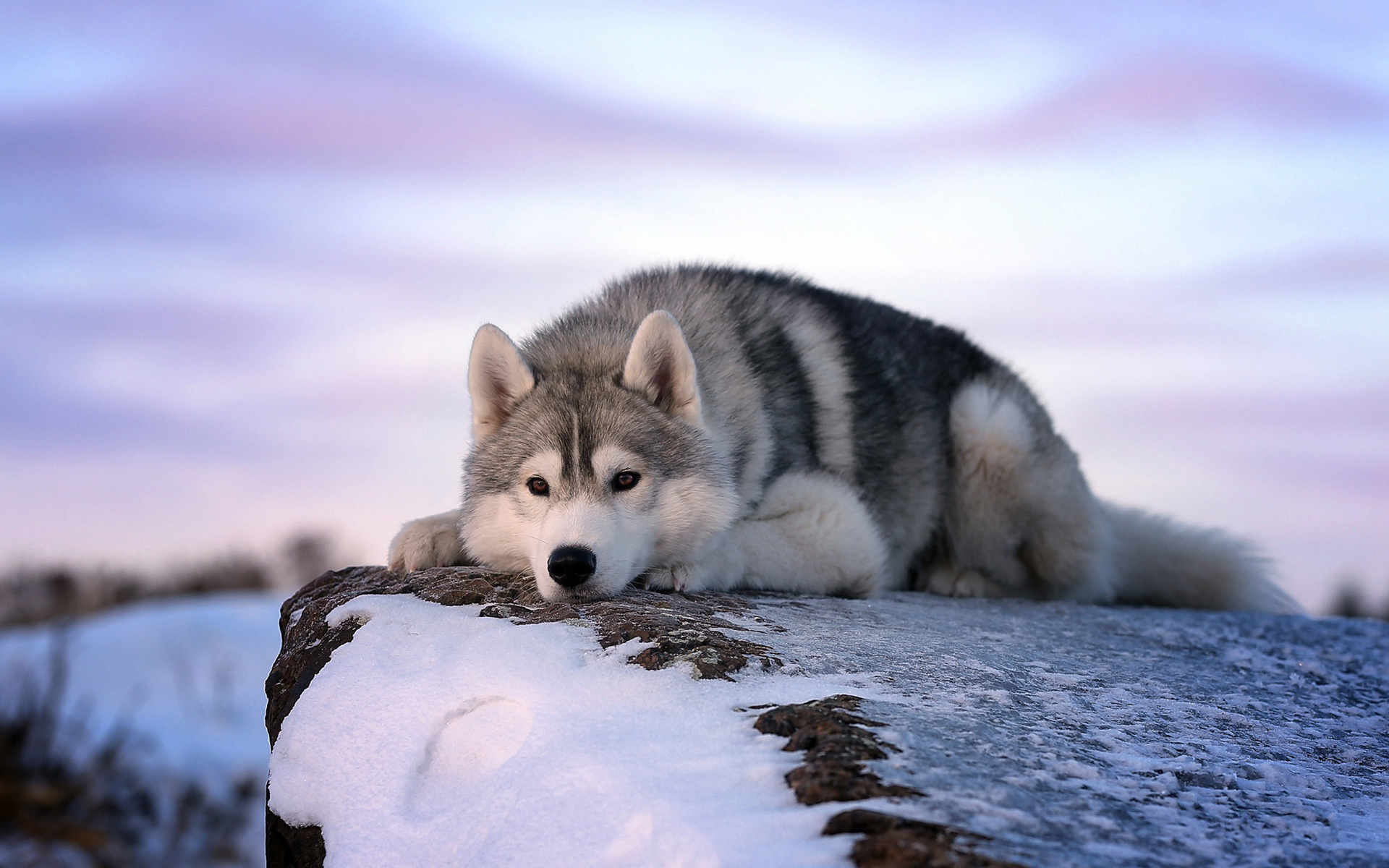 Baixar papel de parede para celular de Animais, Inverno, Cães, Neve, Cão, Husky gratuito.