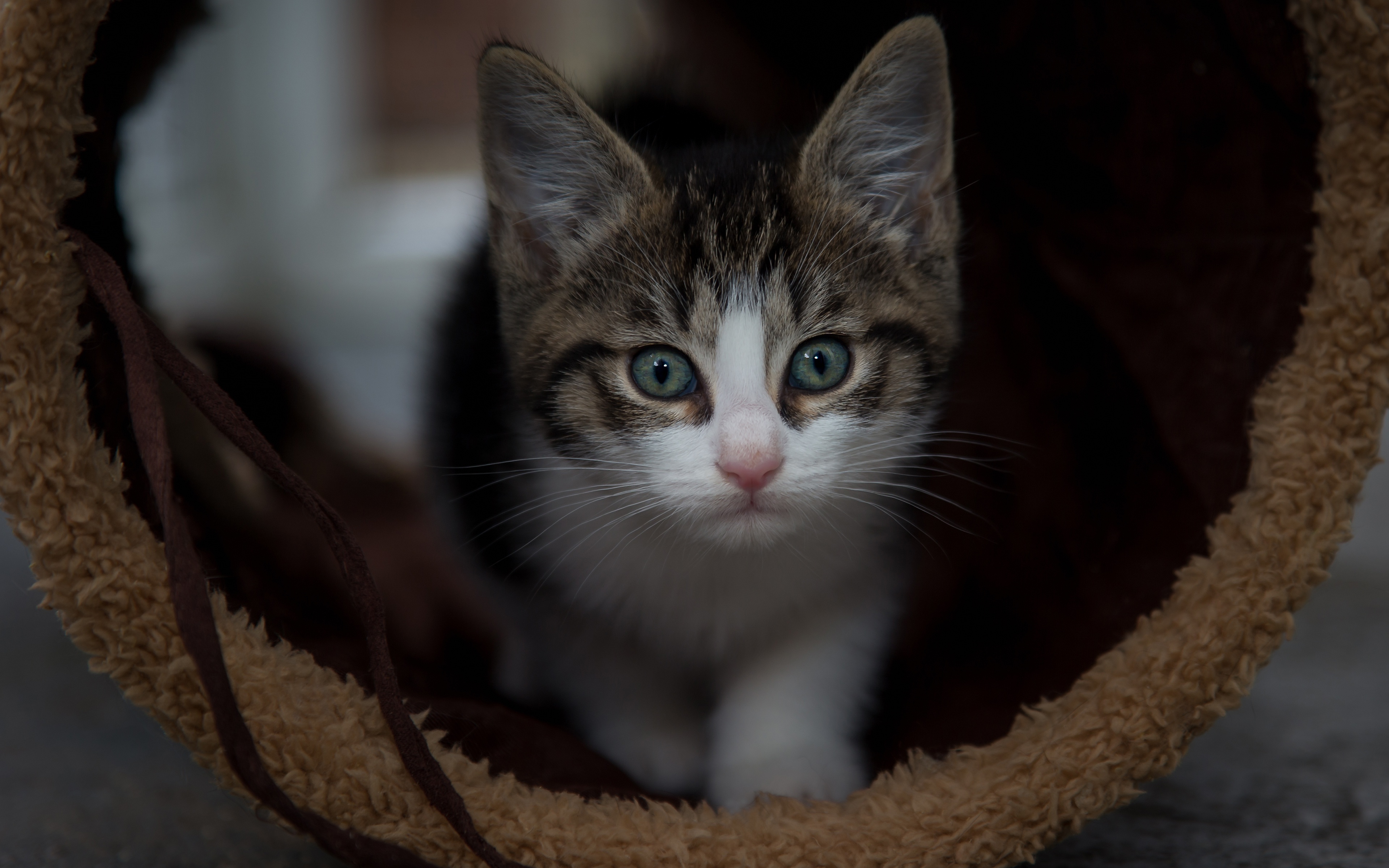 Téléchargez gratuitement l'image Animaux, Chats, Chat, Chaton sur le bureau de votre PC