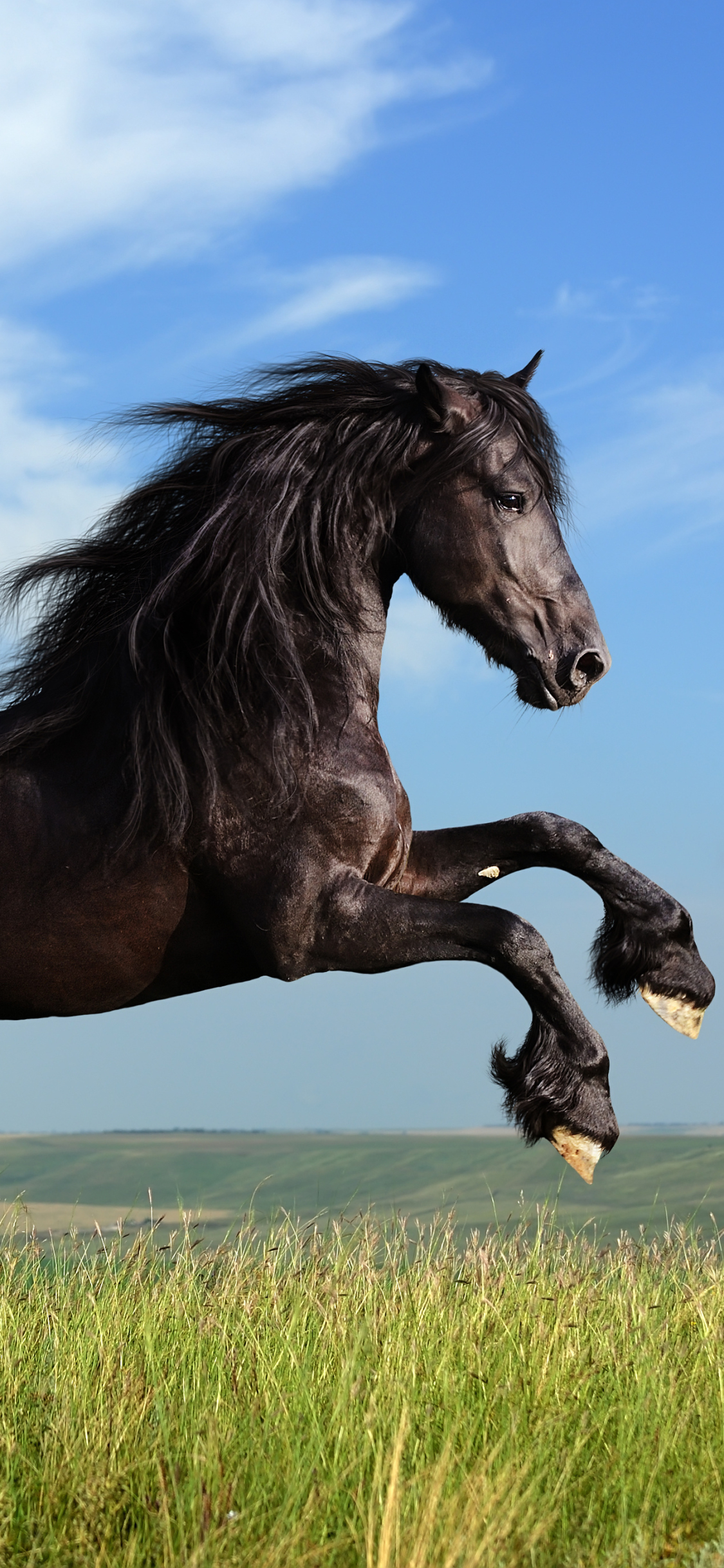 1366505 Hintergrundbild herunterladen tiere, friesisches pferd, pferd, hauspferd - Bildschirmschoner und Bilder kostenlos