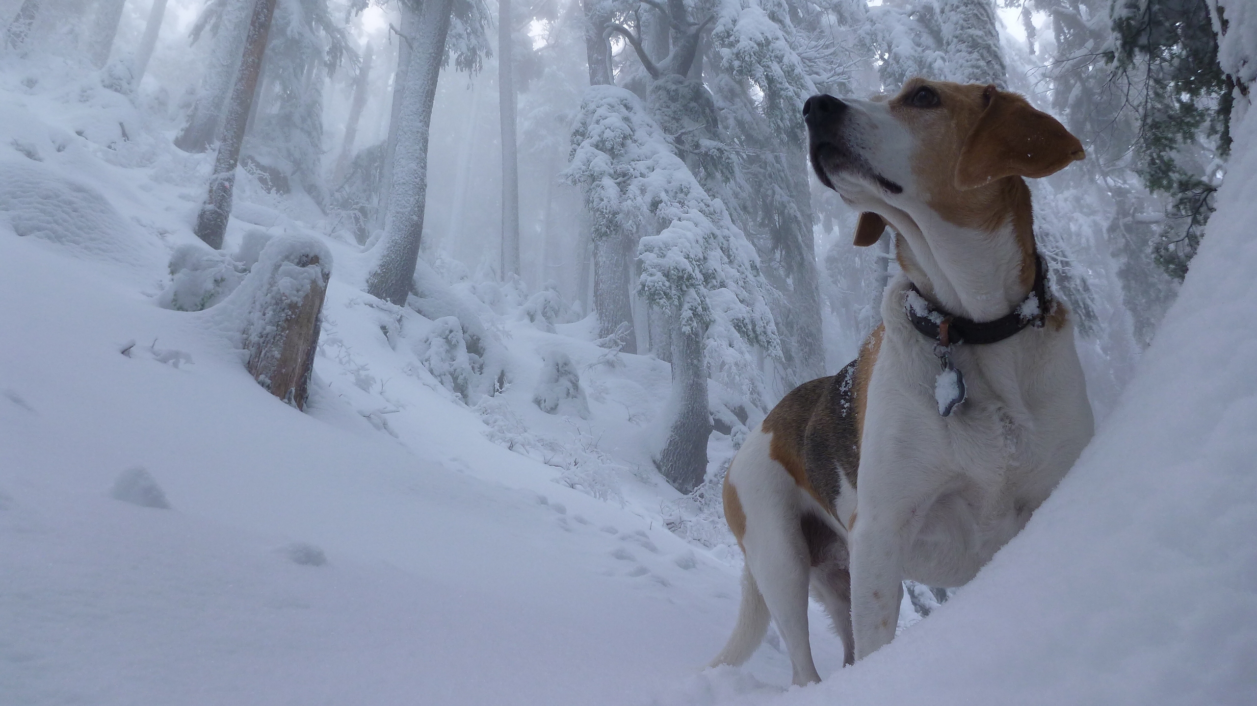 Handy-Wallpaper Tiere, Winter, Hunde, Schnee, Wald, Hund, Beagle kostenlos herunterladen.