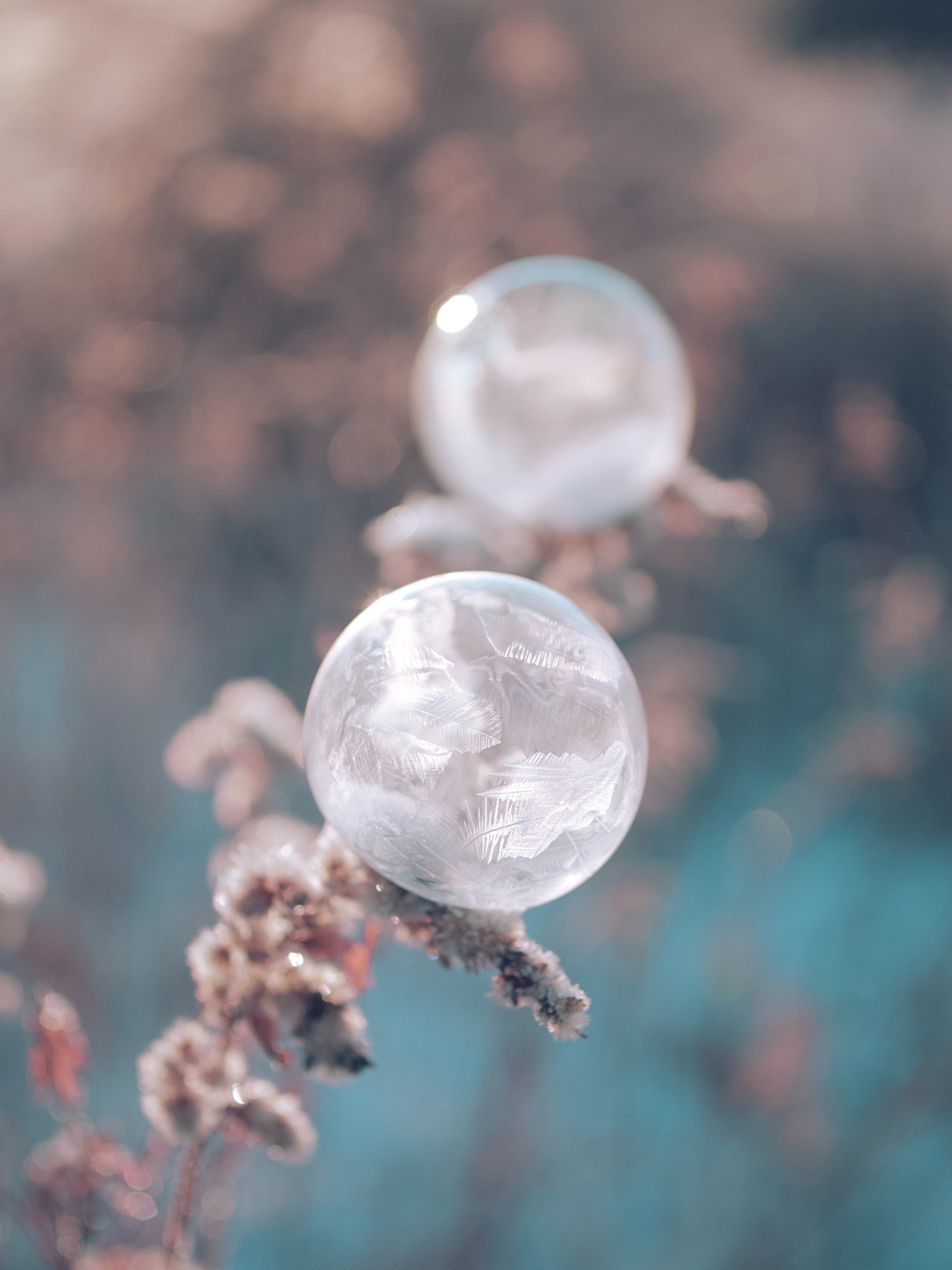 Download mobile wallpaper Macro, Frost, Ice, Ball, Plant for free.