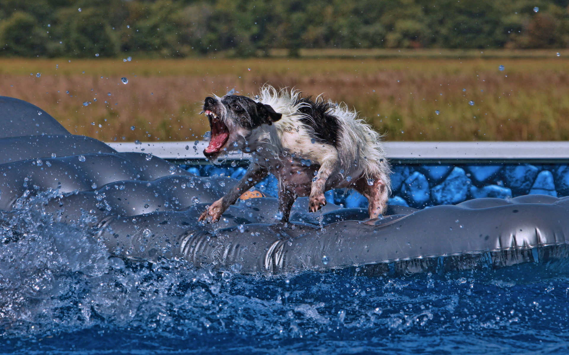 Handy-Wallpaper Tiere, Hunde, Hund kostenlos herunterladen.