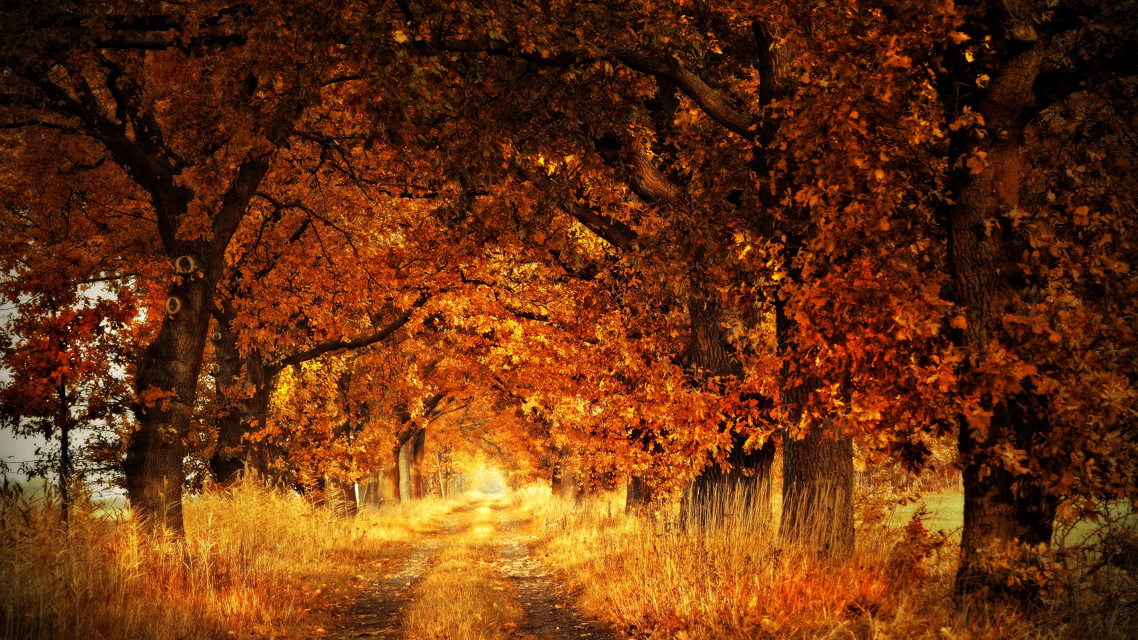 Download mobile wallpaper Nature, Fall, Earth, Path, Dirt Road for free.