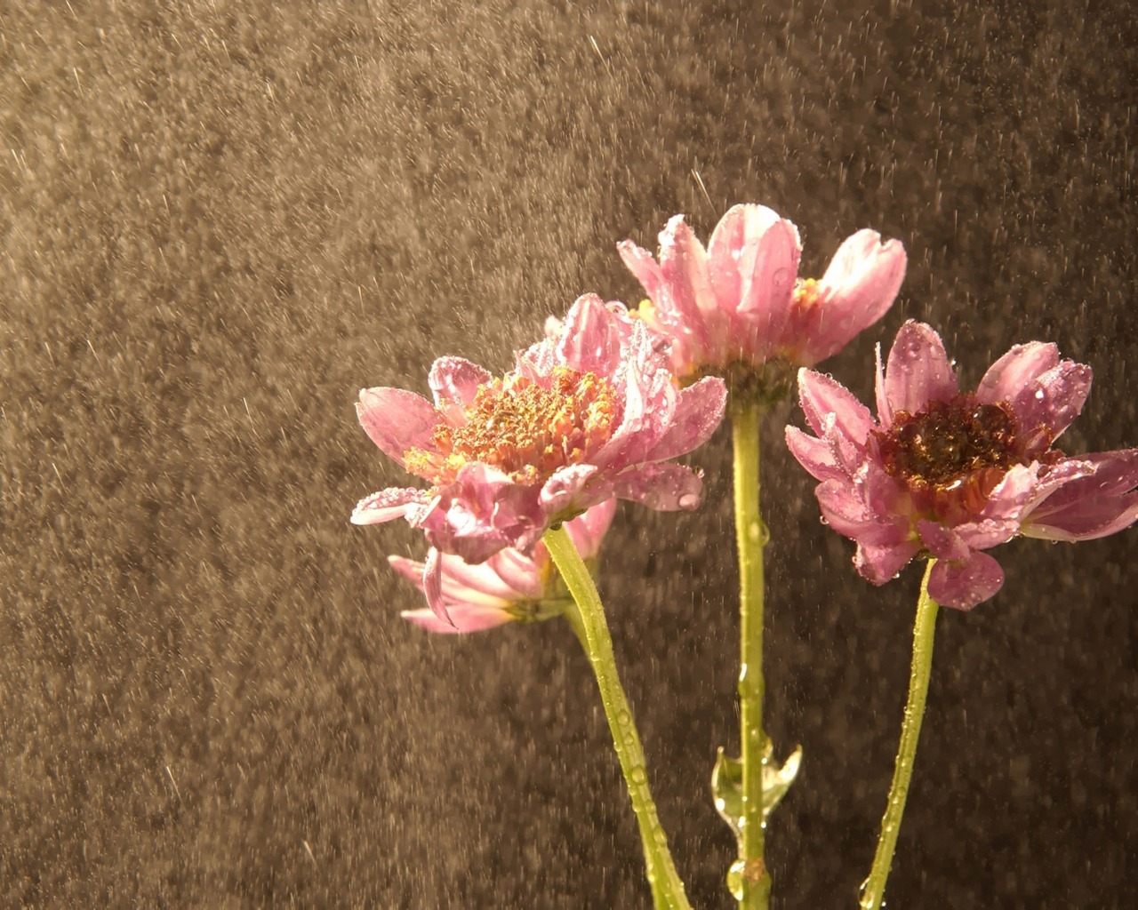 Téléchargez gratuitement l'image Fleur, Terre/nature sur le bureau de votre PC