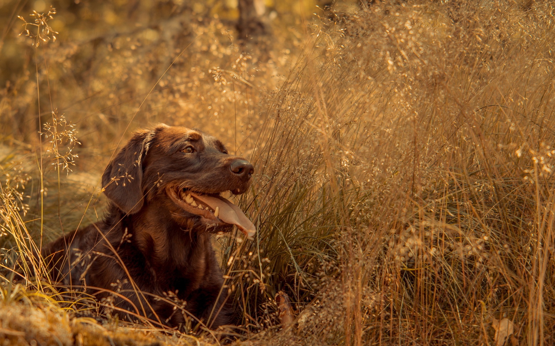 Baixe gratuitamente a imagem Animais, Cães, Labrador Retriever na área de trabalho do seu PC