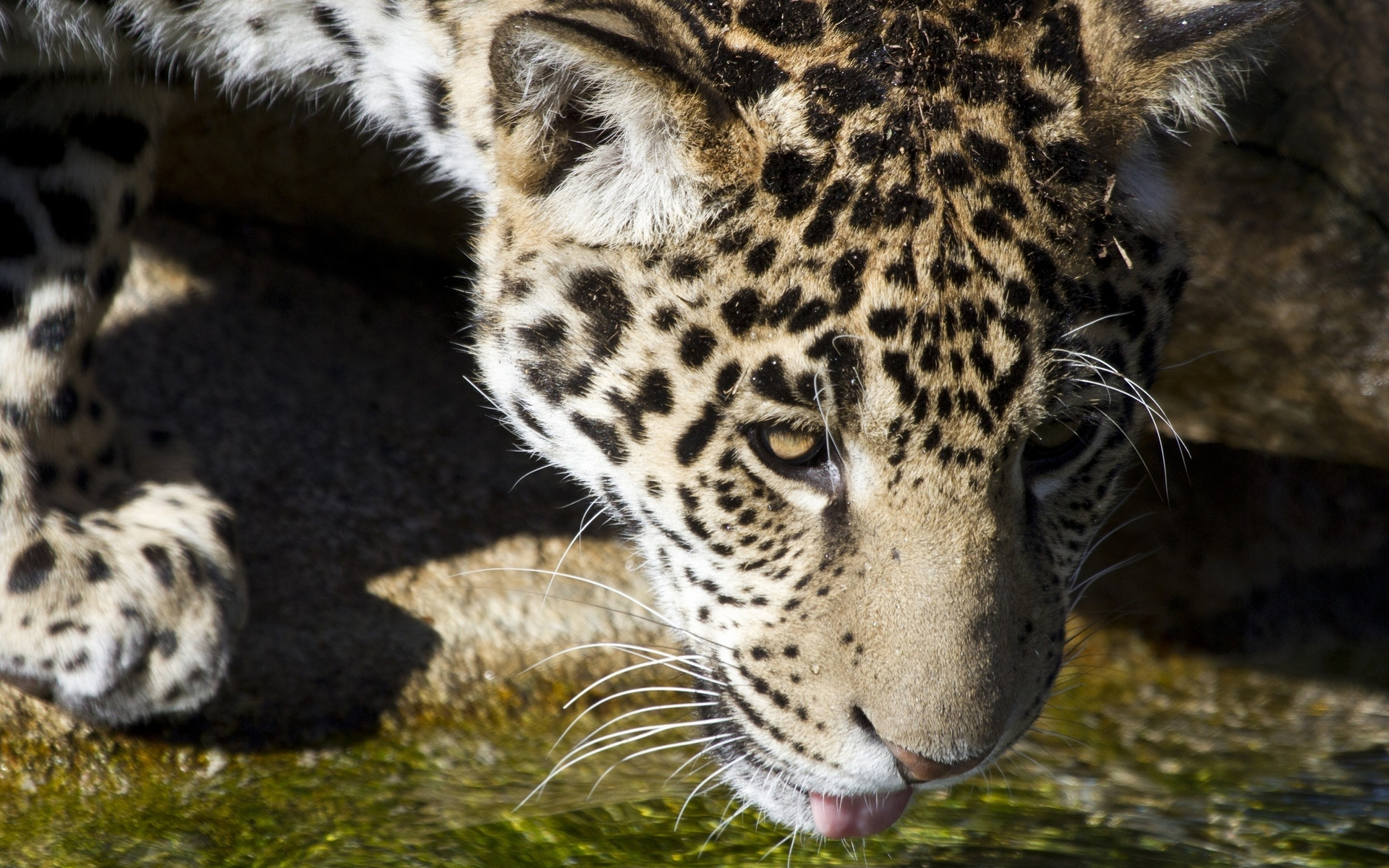 Descarga gratuita de fondo de pantalla para móvil de Animales, Gatos, Leopardo.