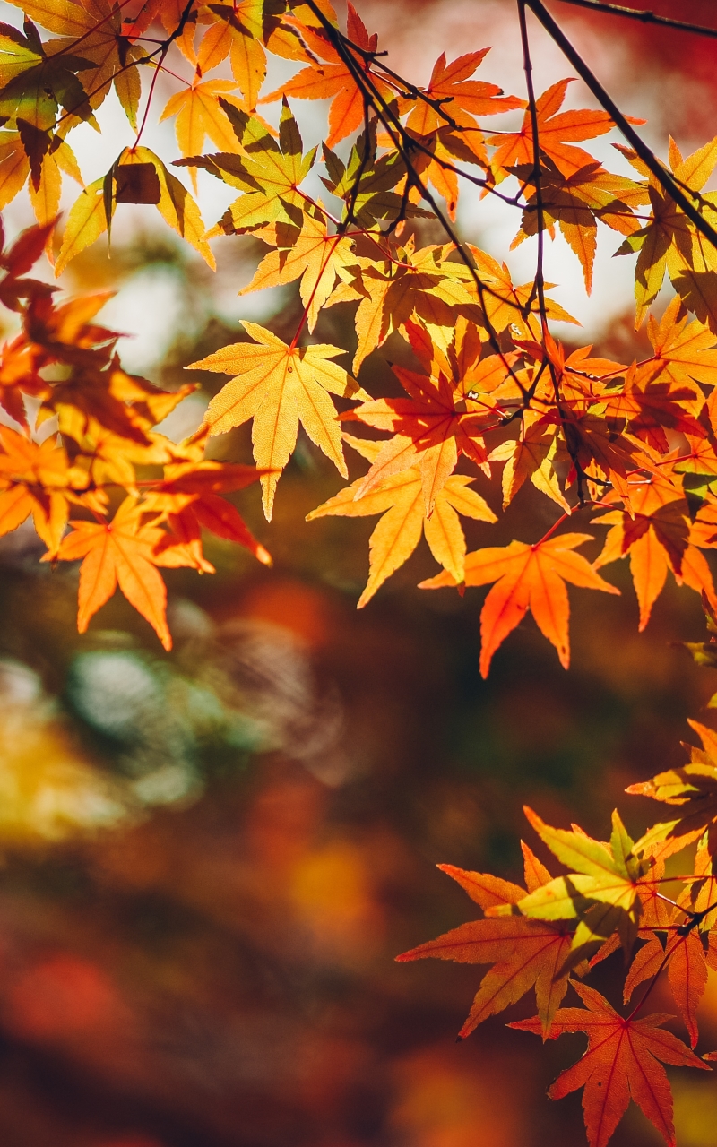 Handy-Wallpaper Herbst, Blatt, Erde/natur, Tiefenschärfe kostenlos herunterladen.