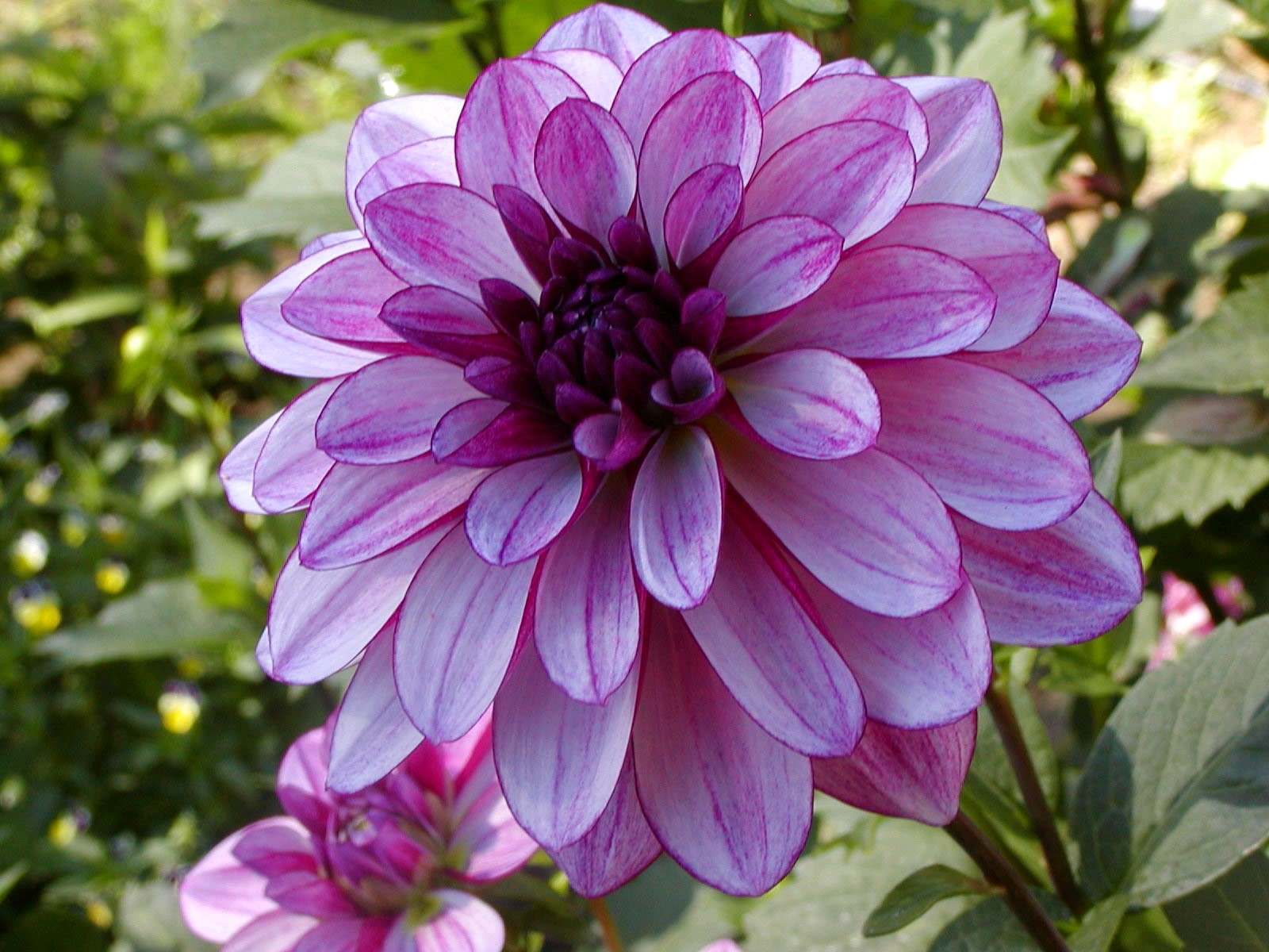 Laden Sie das Blumen, Blume, Nahansicht, Dahlien, Lila Blume, Erde/natur-Bild kostenlos auf Ihren PC-Desktop herunter