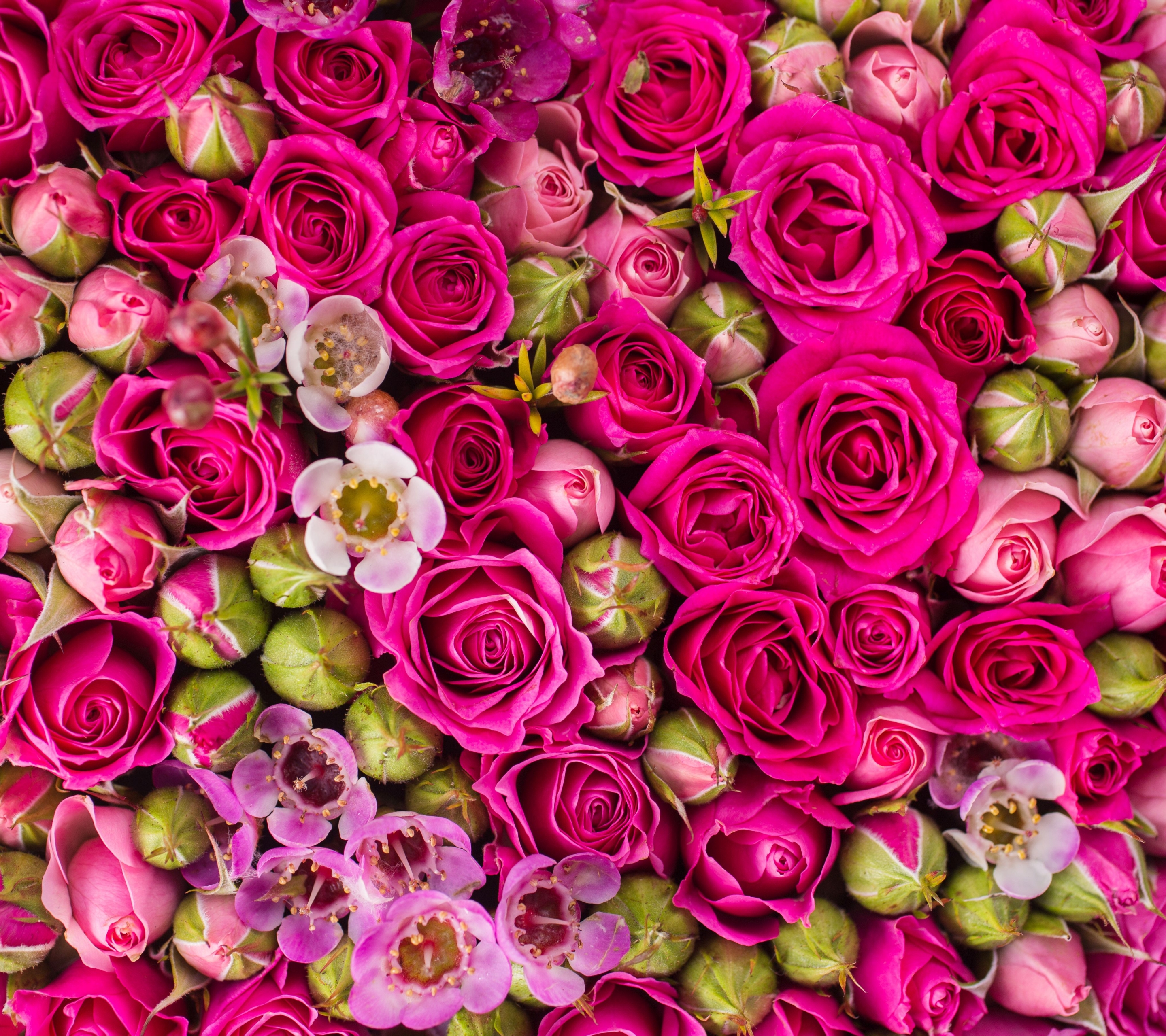 Free download wallpaper Flowers, Rose, Earth, Pink Flower, Rosebud on your PC desktop