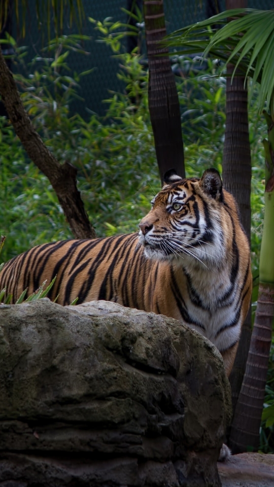 Handy-Wallpaper Tiere, Katzen, Tiger, Dschungel, Urwald kostenlos herunterladen.