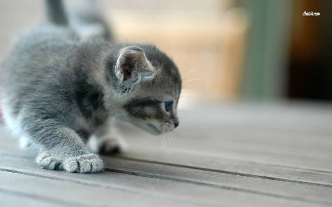 Téléchargez des papiers peints mobile Animaux, Chat gratuitement.