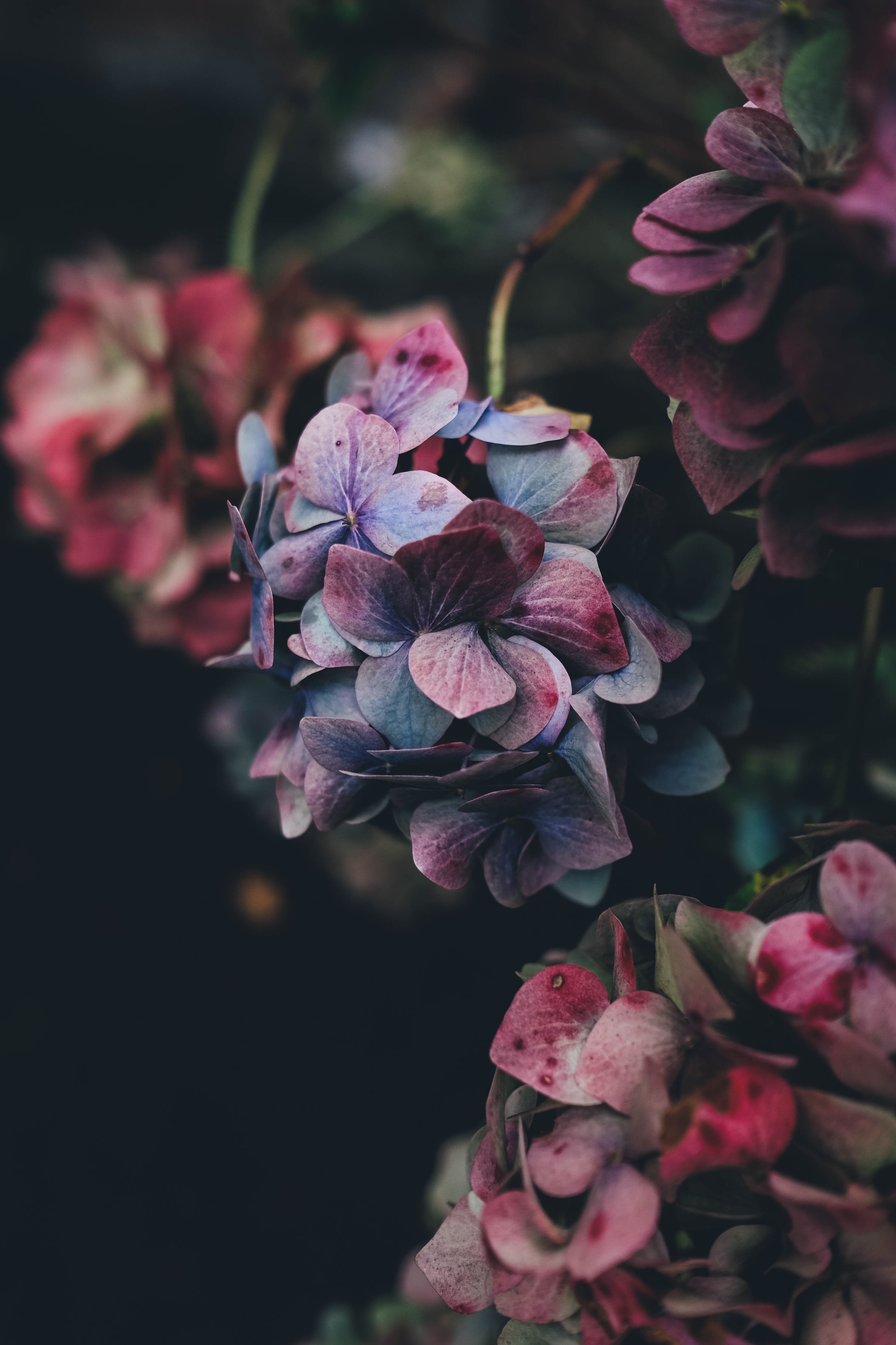hydrangea, blue, flowers, bush, red, petals 2160p