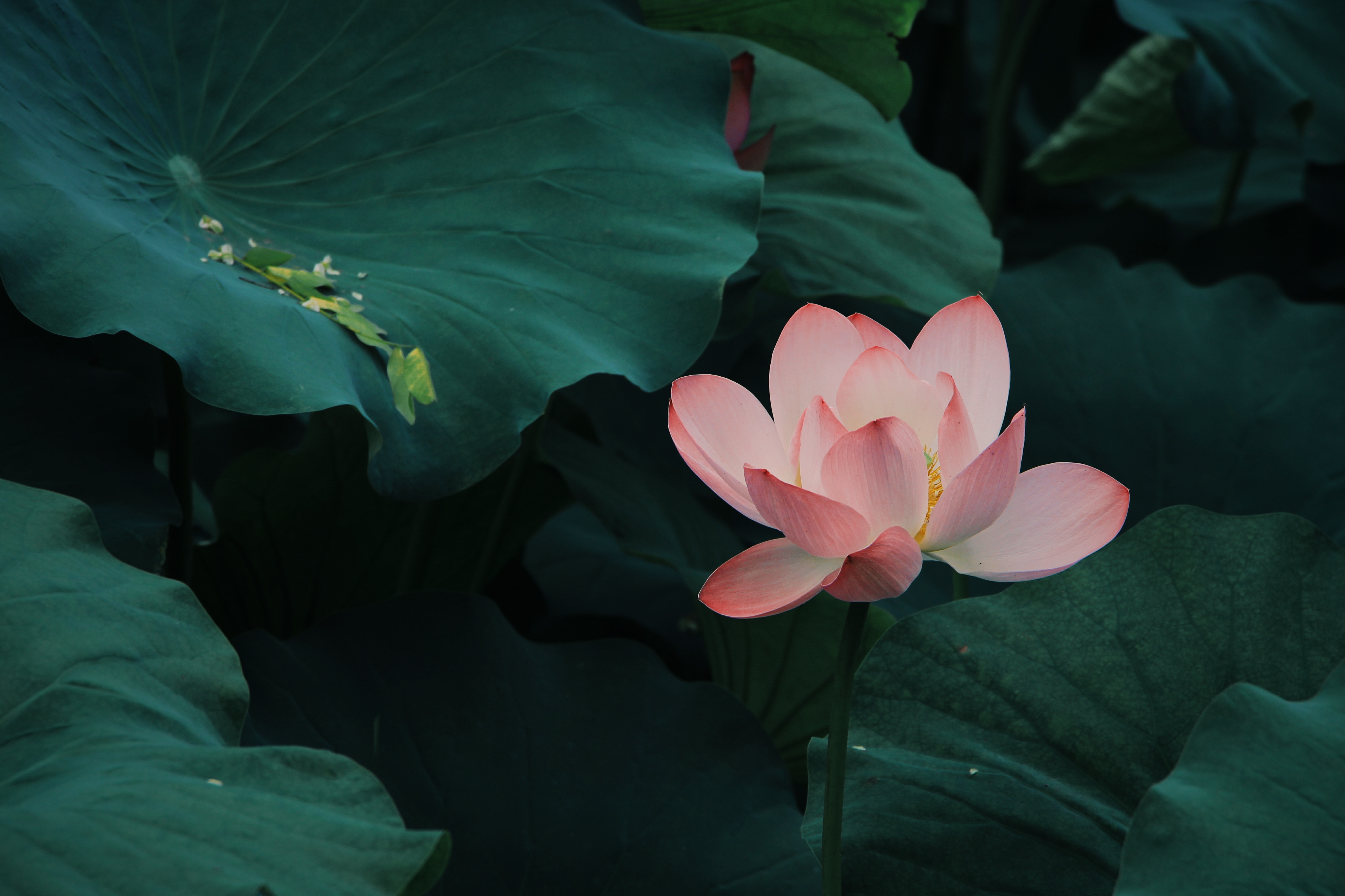 lotus, flowers, leaves, pink, bloom, flowering HD wallpaper