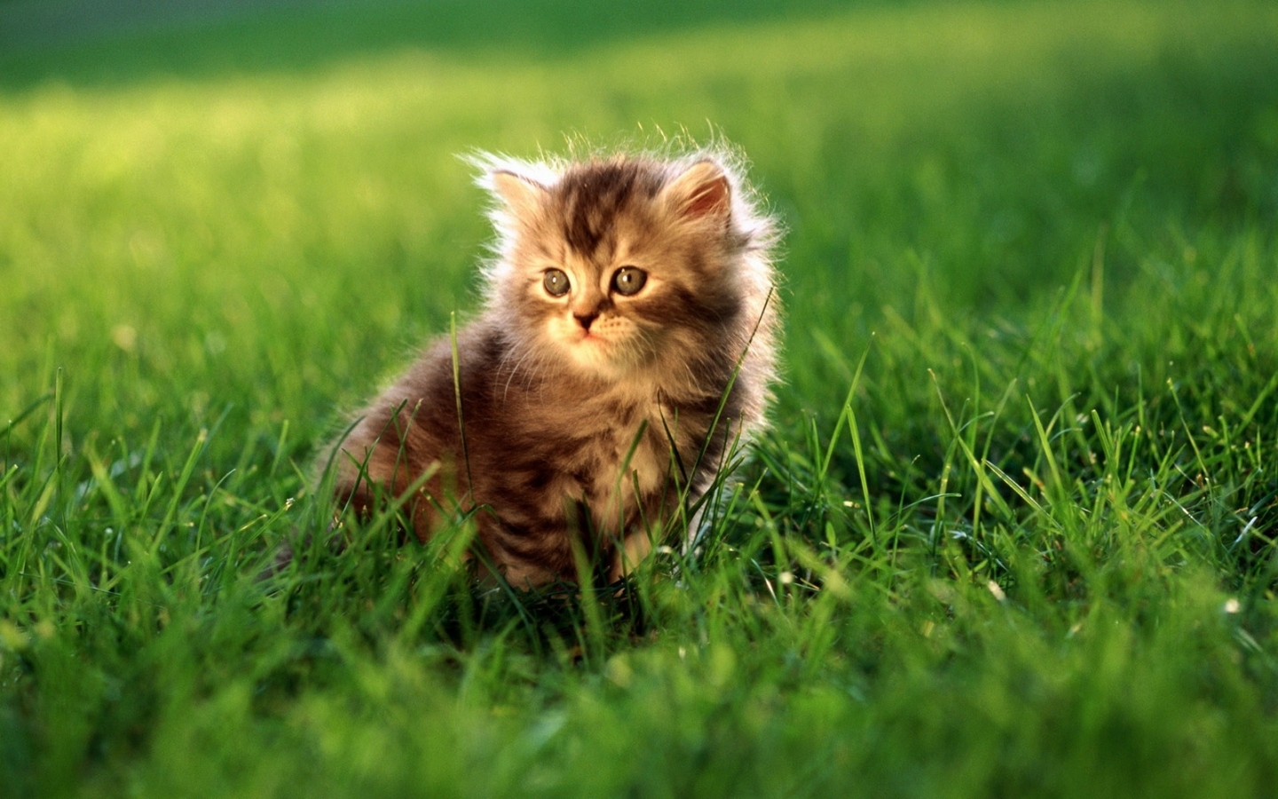 Download mobile wallpaper Grass, Animals, Cats for free.