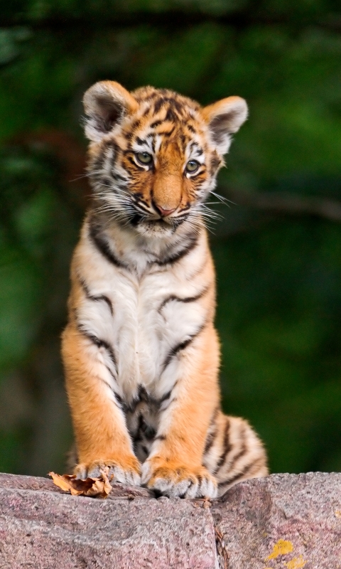 Download mobile wallpaper Cats, Tiger, Animal for free.