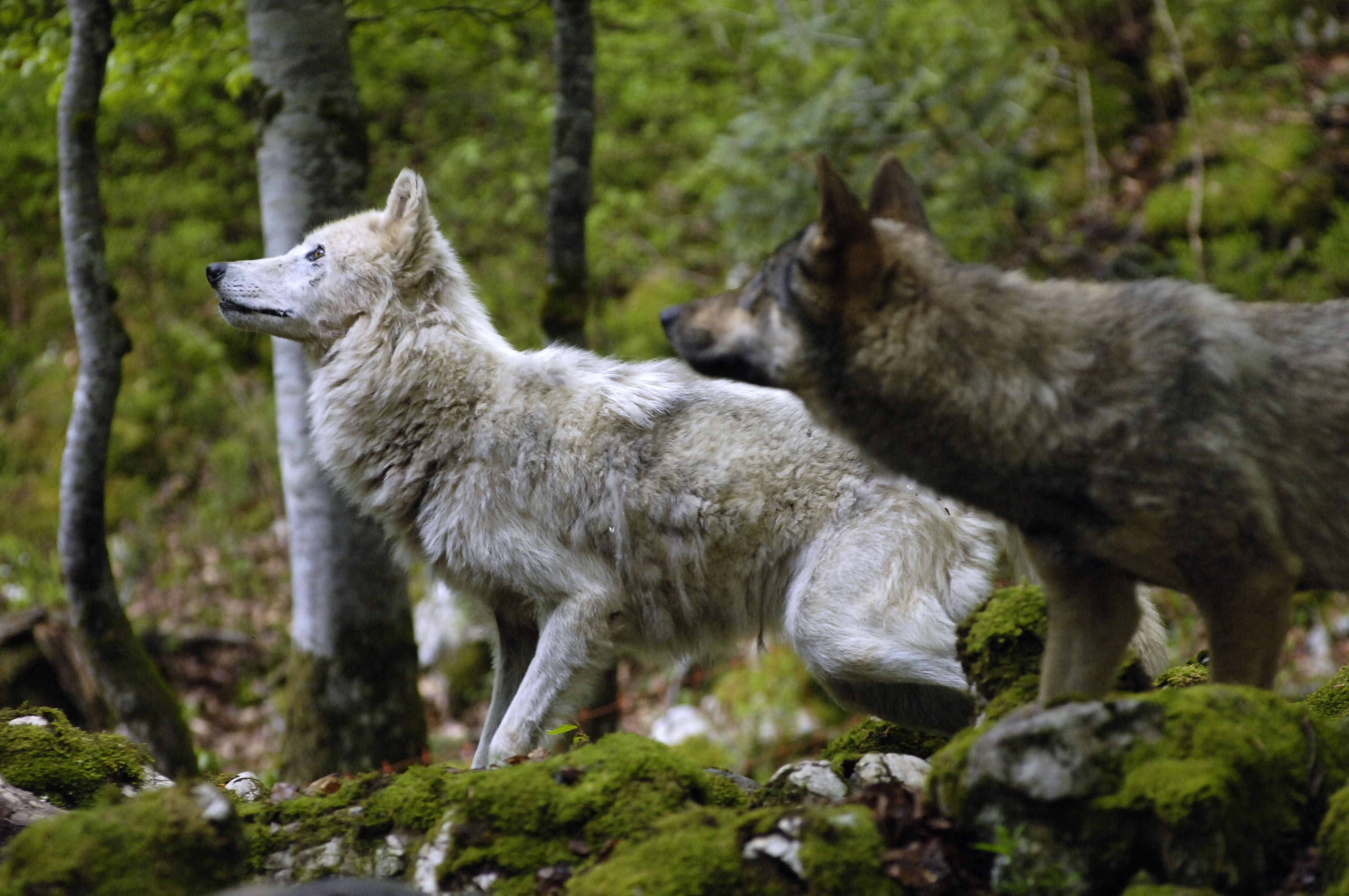 Скачать обои бесплатно Волки, Волк, Животные картинка на рабочий стол ПК