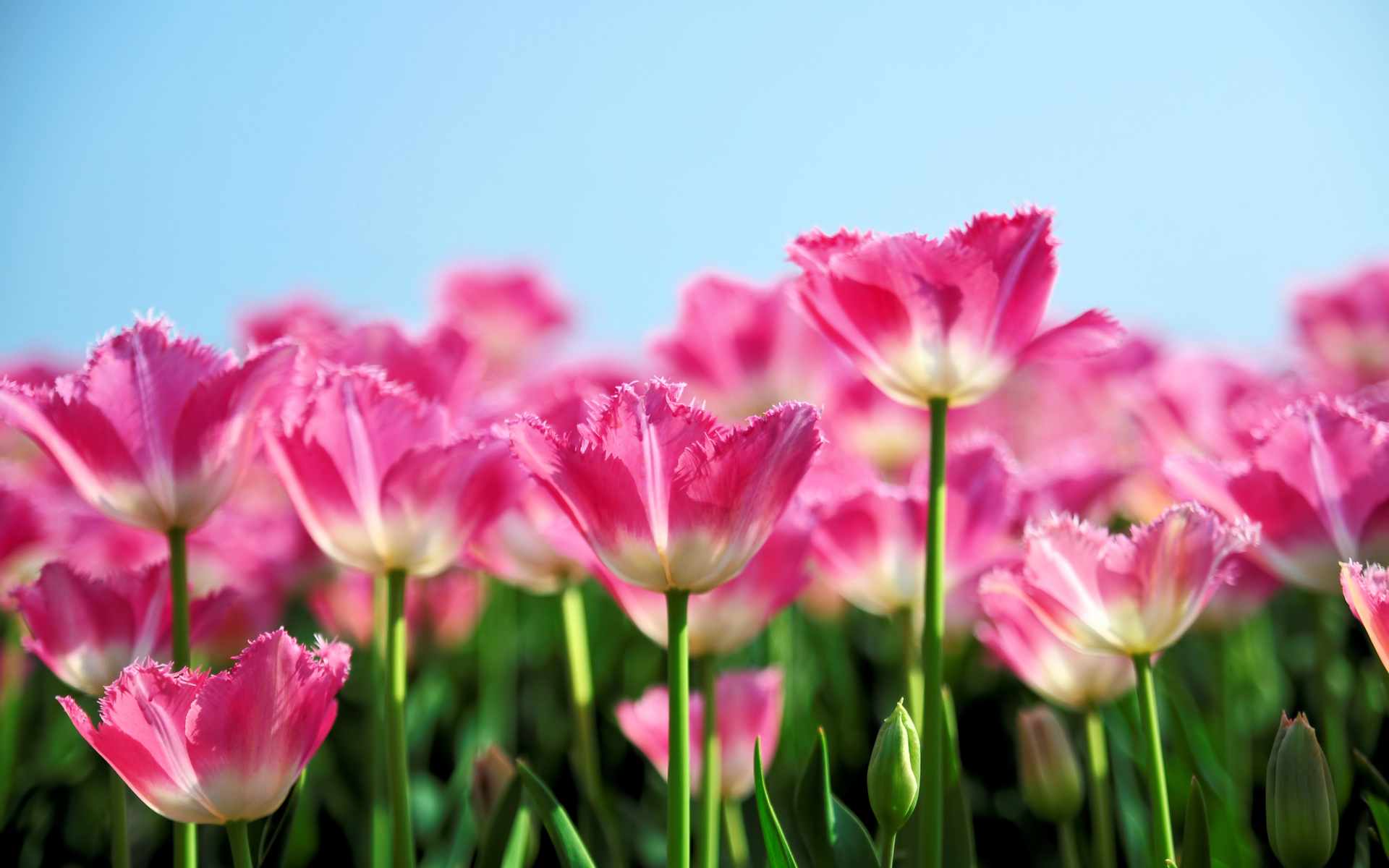 Free download wallpaper Flower, Earth, Tulip on your PC desktop