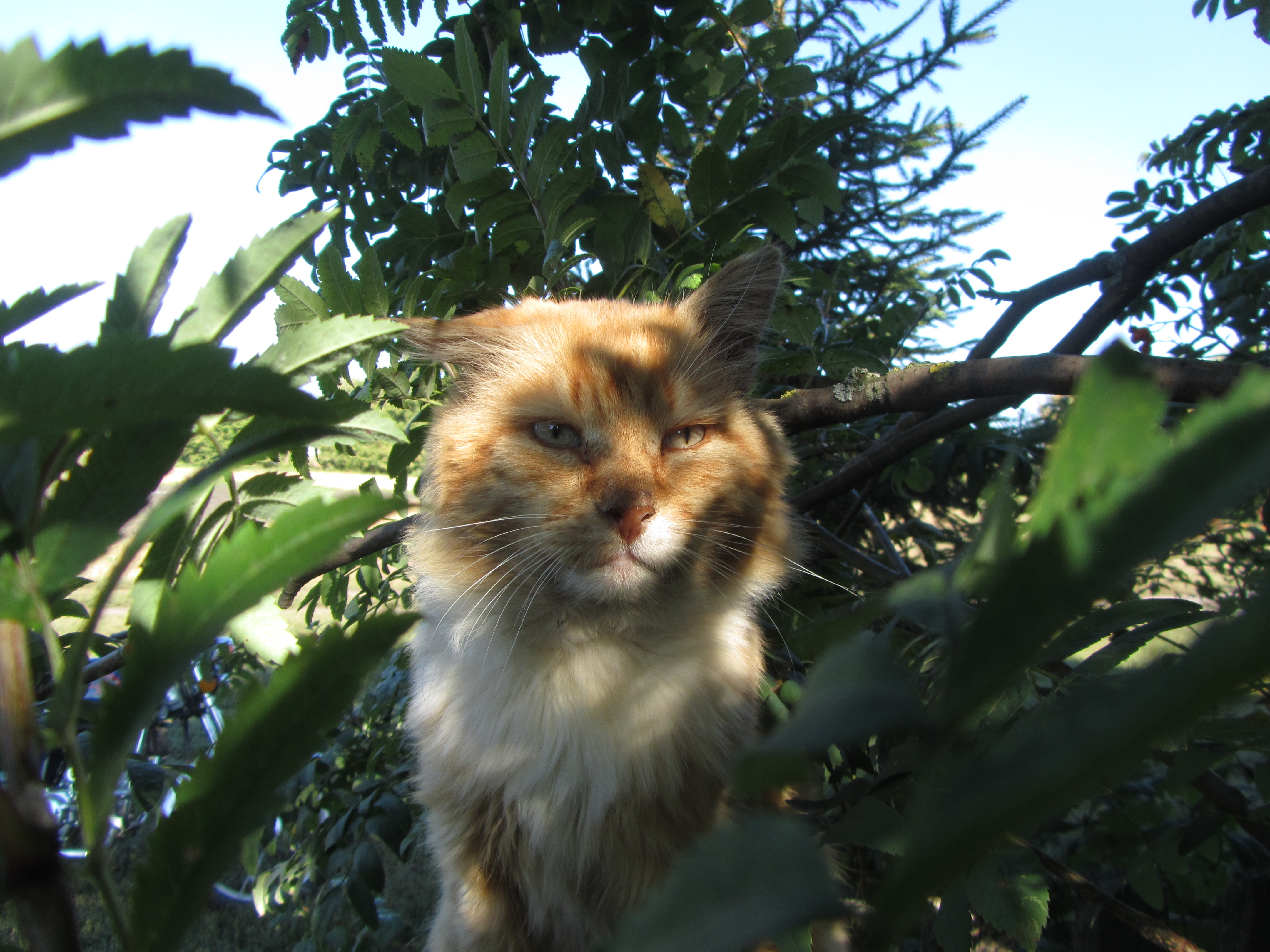 Baixe gratuitamente a imagem Gato, Gatos, Animais na área de trabalho do seu PC