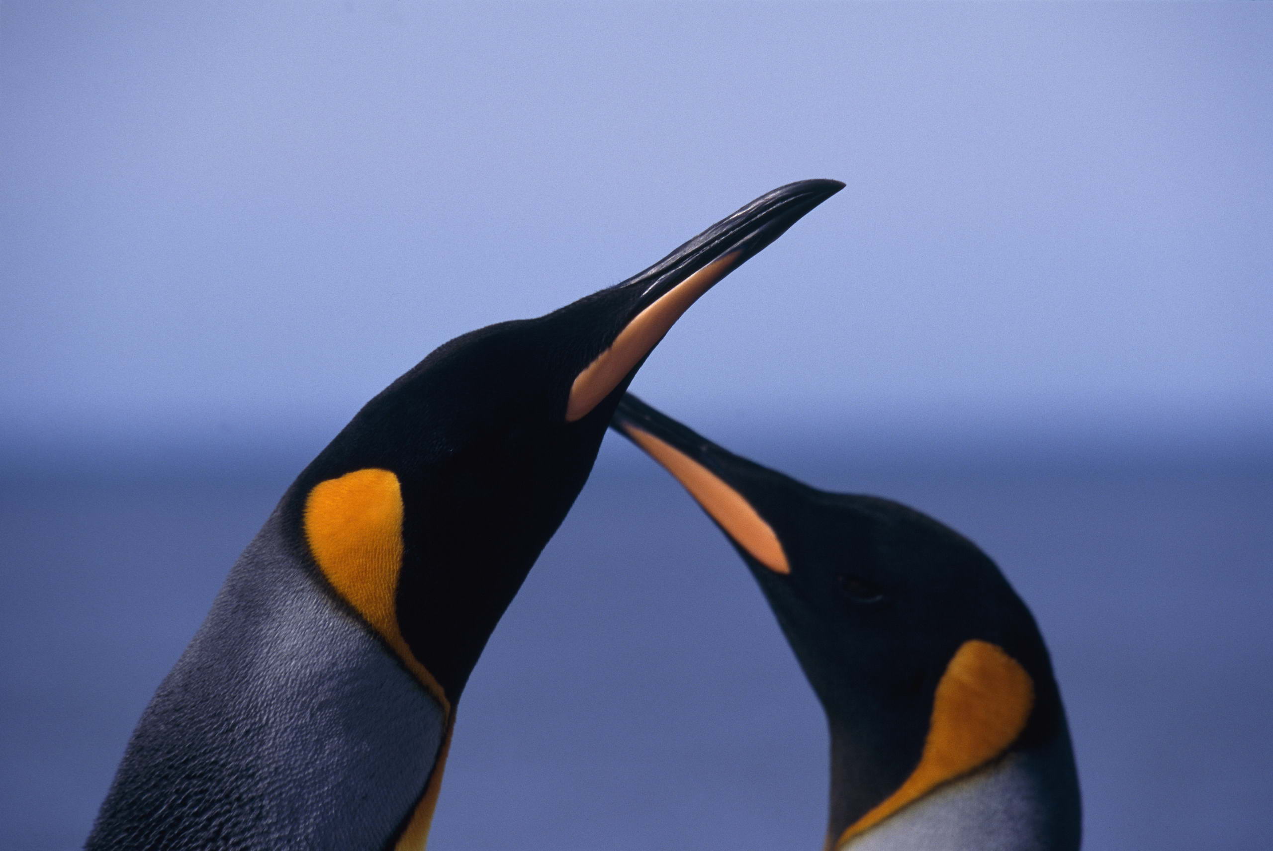 Baixar papel de parede para celular de Pinguim, Aves, Animais gratuito.