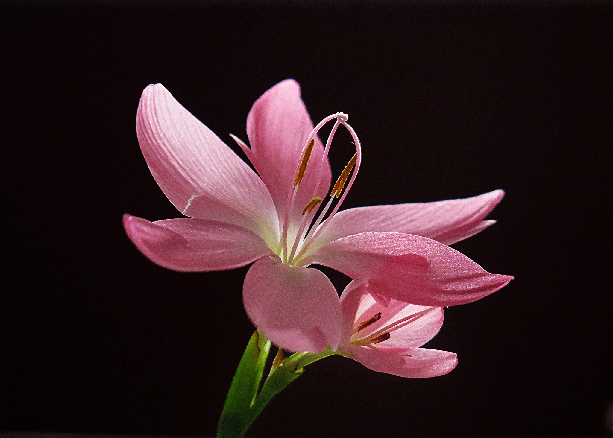 無料モバイル壁紙フラワーズ, 花, 閉じる, 地球, ピンクの花をダウンロードします。